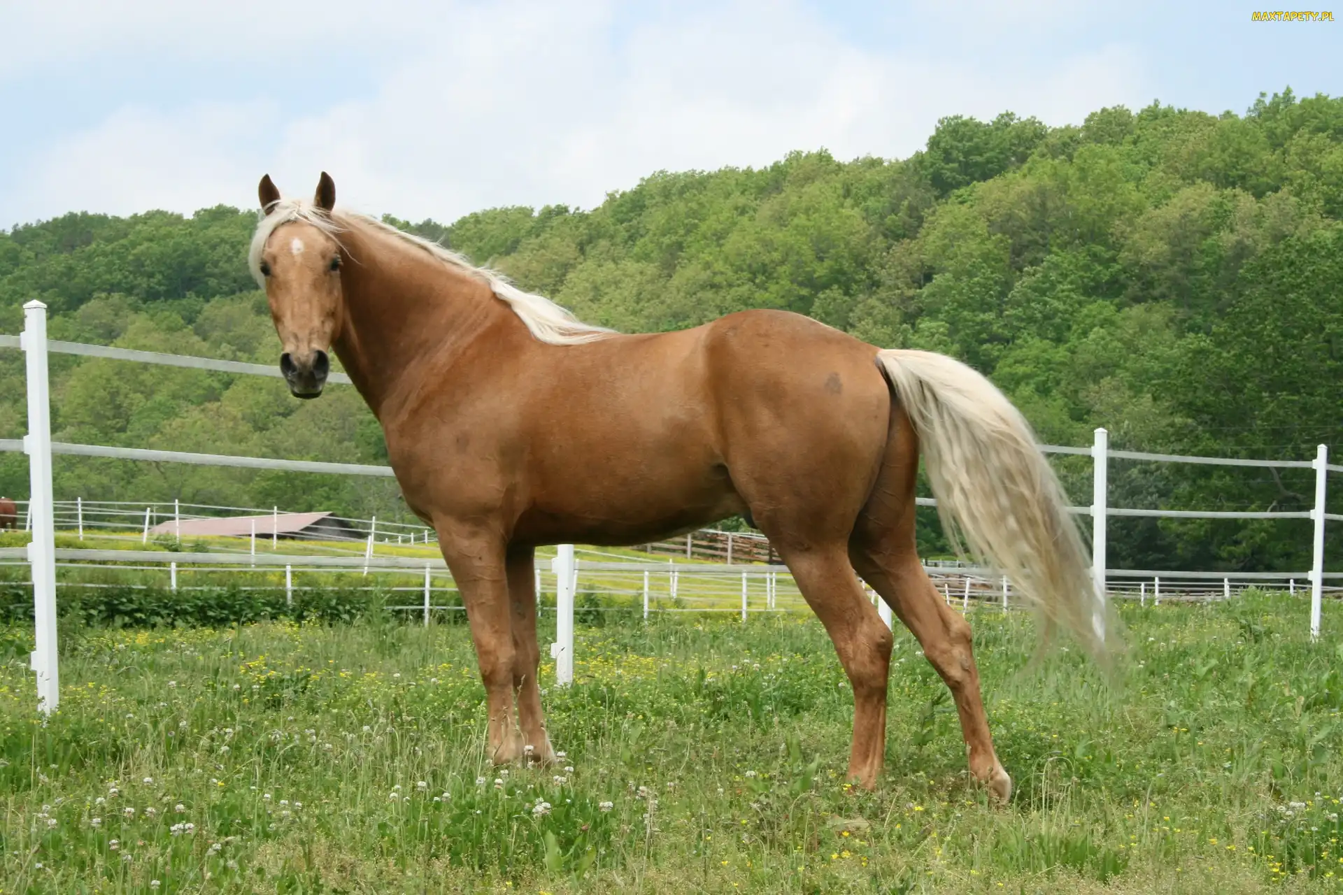 Konik, Łąka