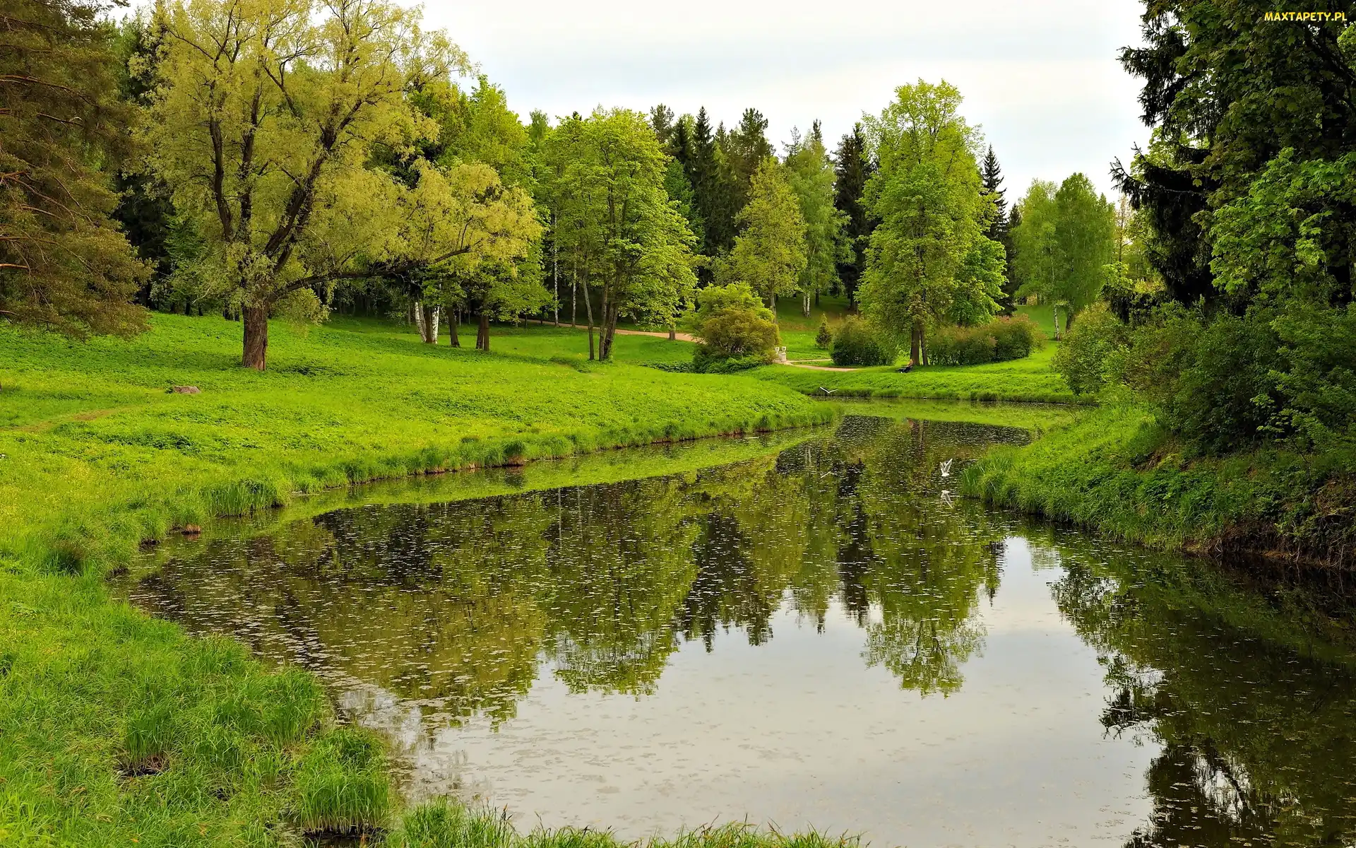 Staw, Wiosna, Drzewa, Odbicie, Park