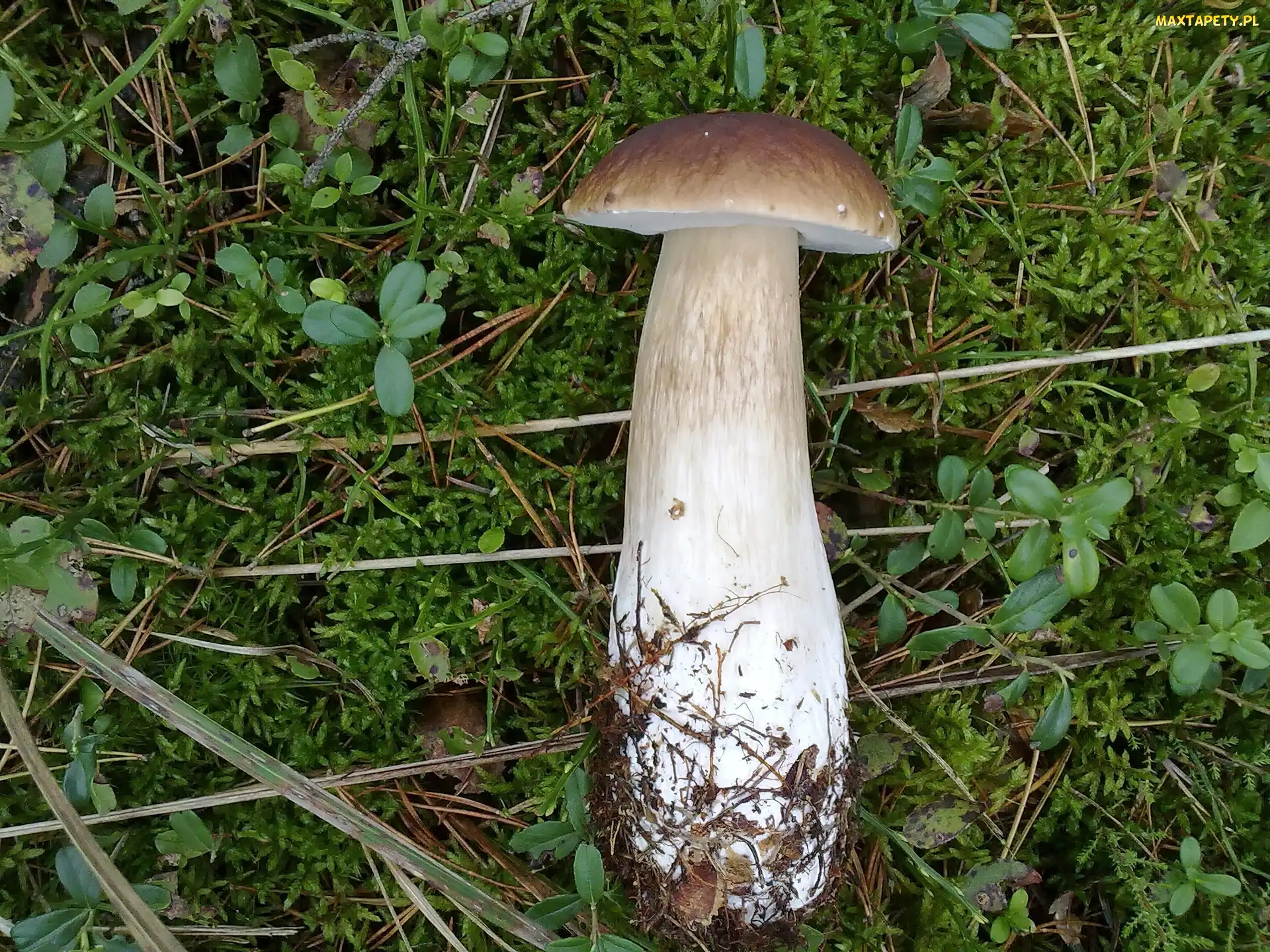 Mchy, Kapelusz, Prawdziwek, Nóżka