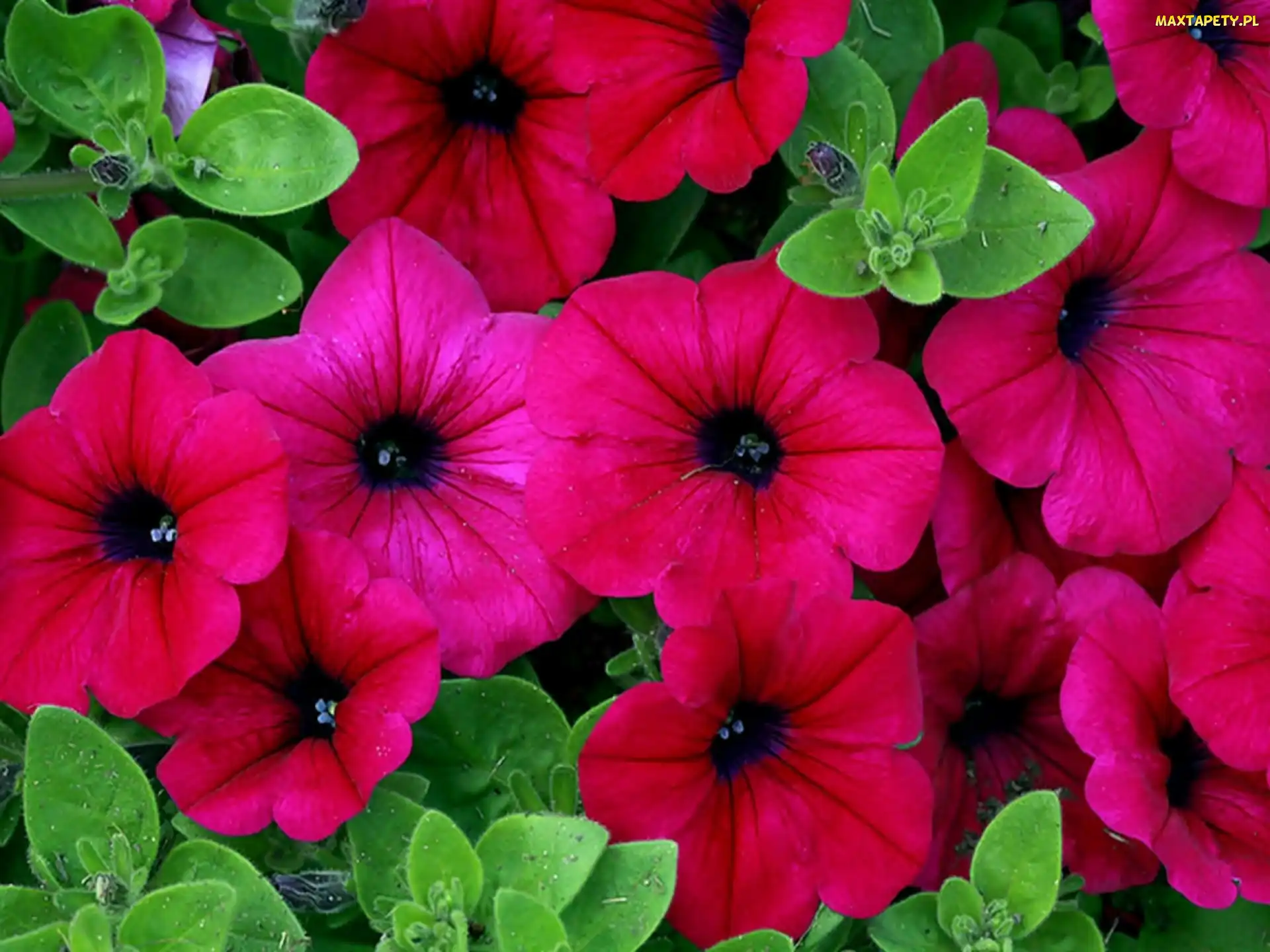 Różowa, Petunia Ogrodowa, Kwiaty