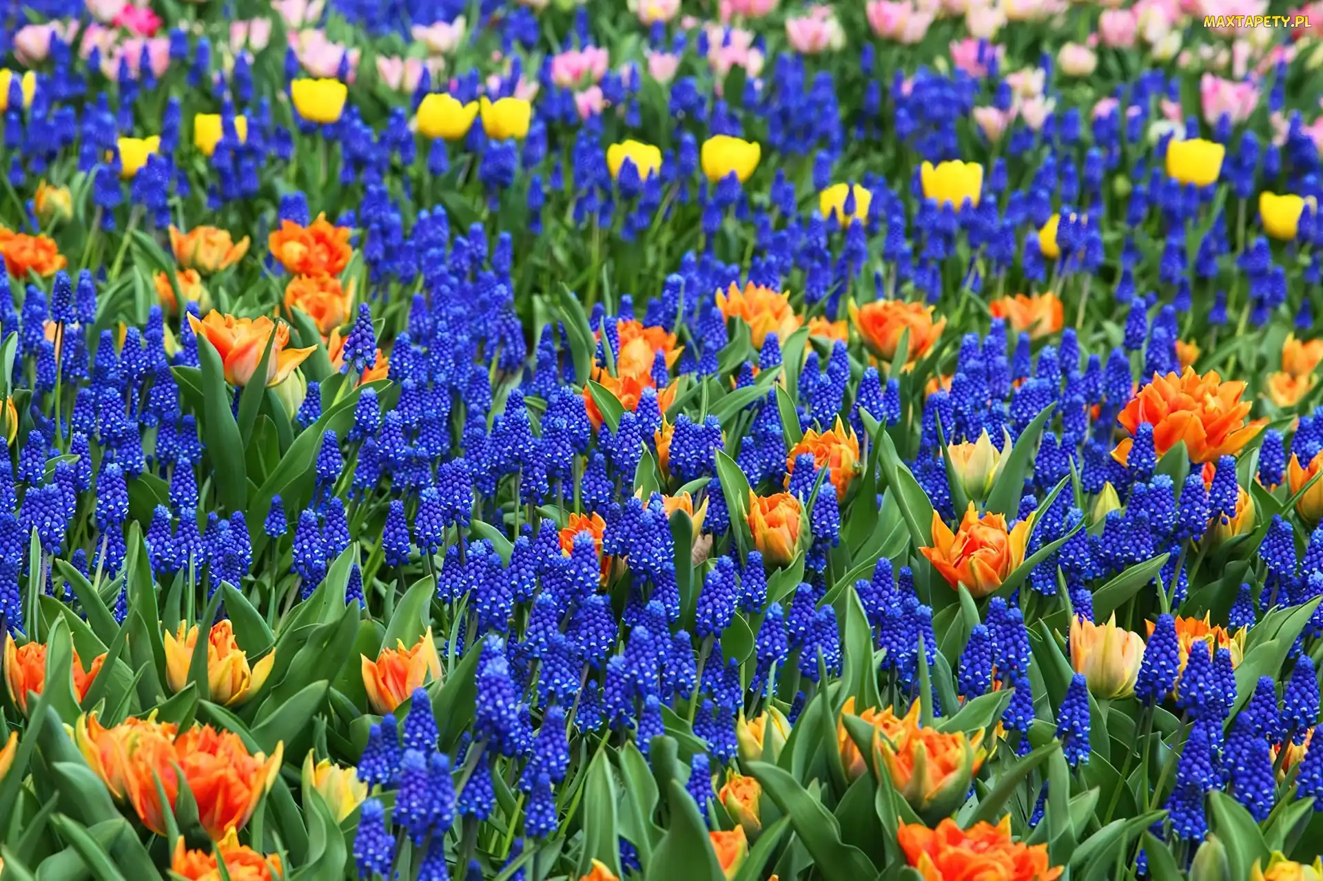Szafirki, Tulipany, Kolorowe, Kwiaty