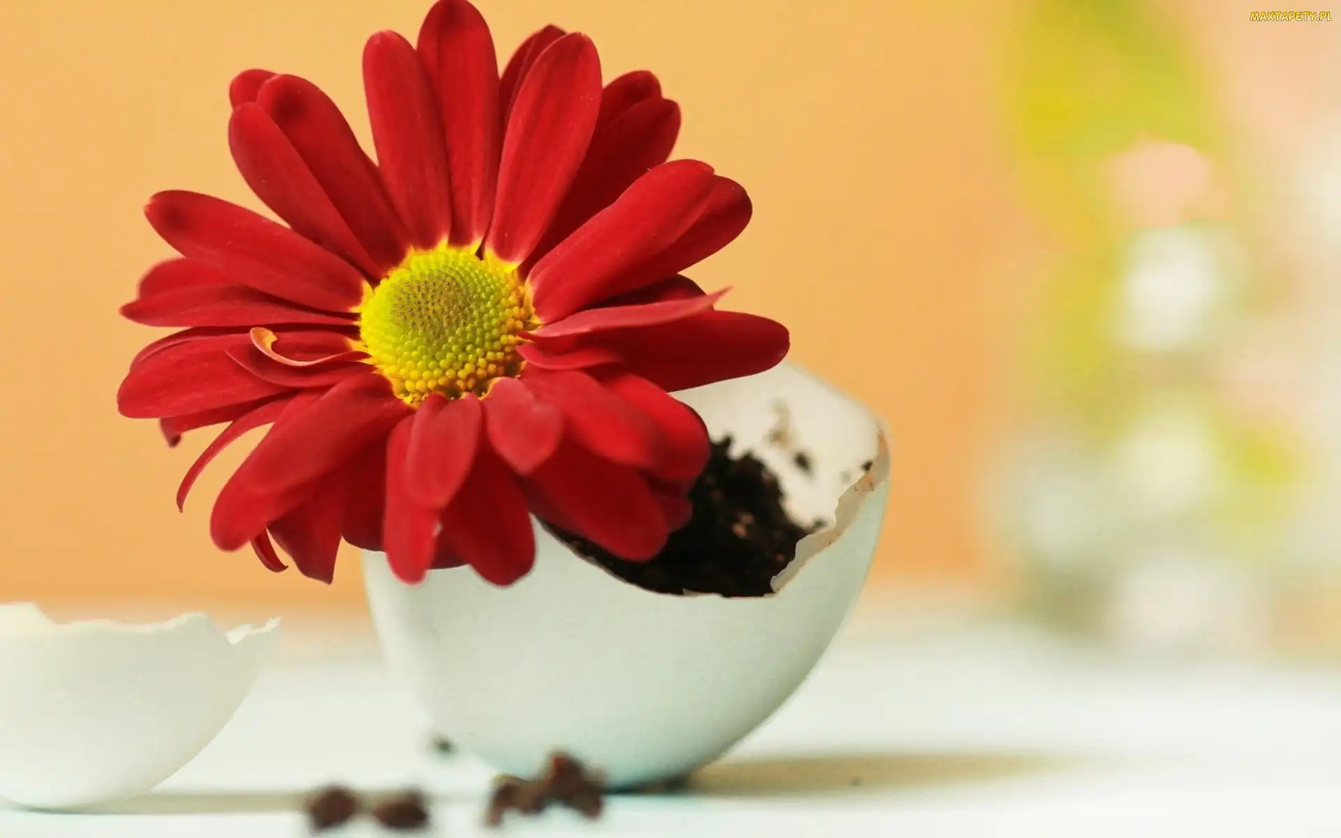 Skorupka, Jajka, Gerbera