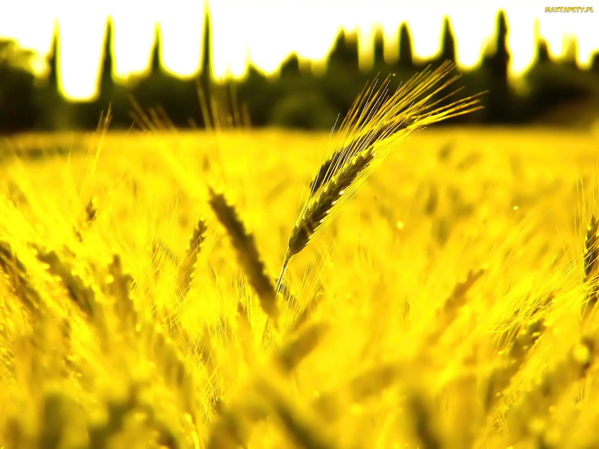 Żółte, Zboże, Kłosy