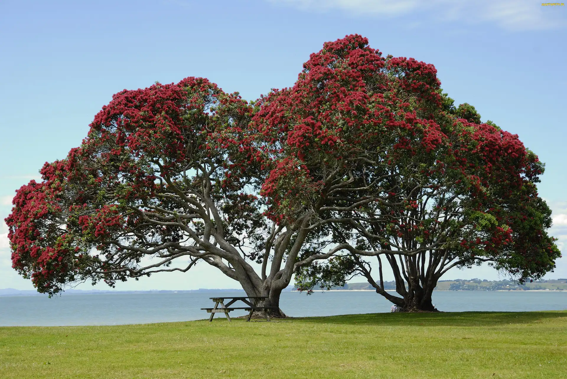 Ławeczka, Pohutukawa, Drzewo, Kwitnące, Łąka