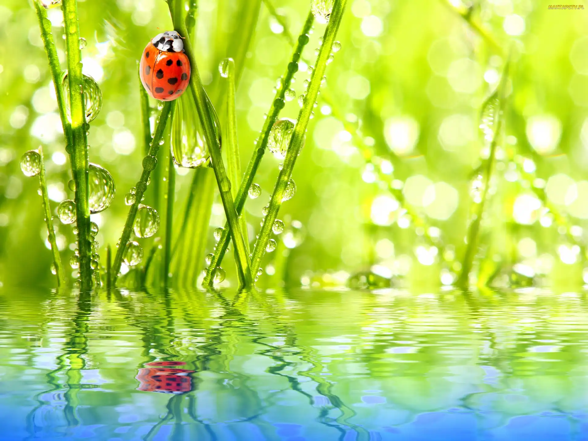 Biedronka, Bokeh, Woda, Trawy