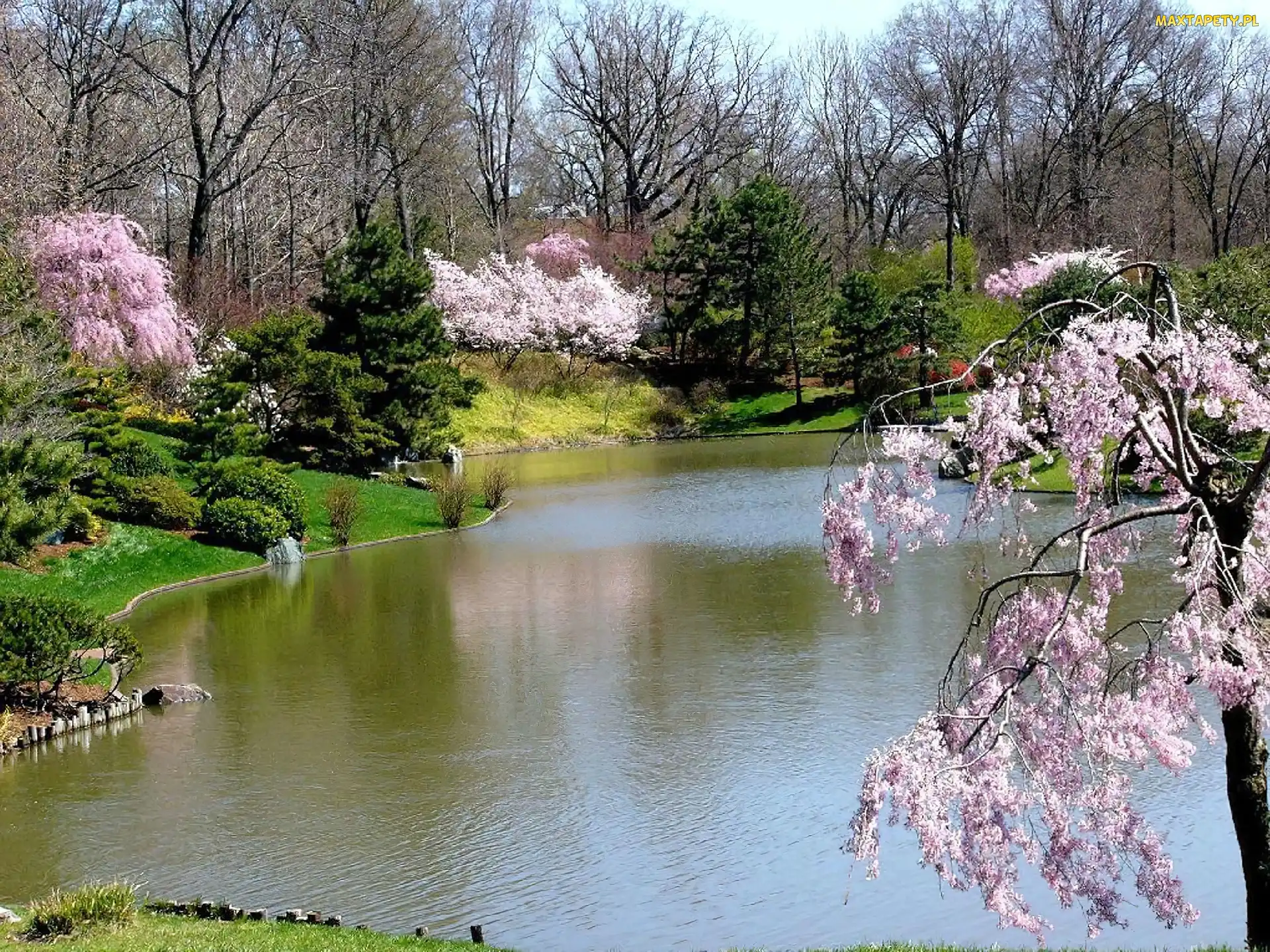 Rzeka, Wiosna, Drzewa, Kwitnące, Park