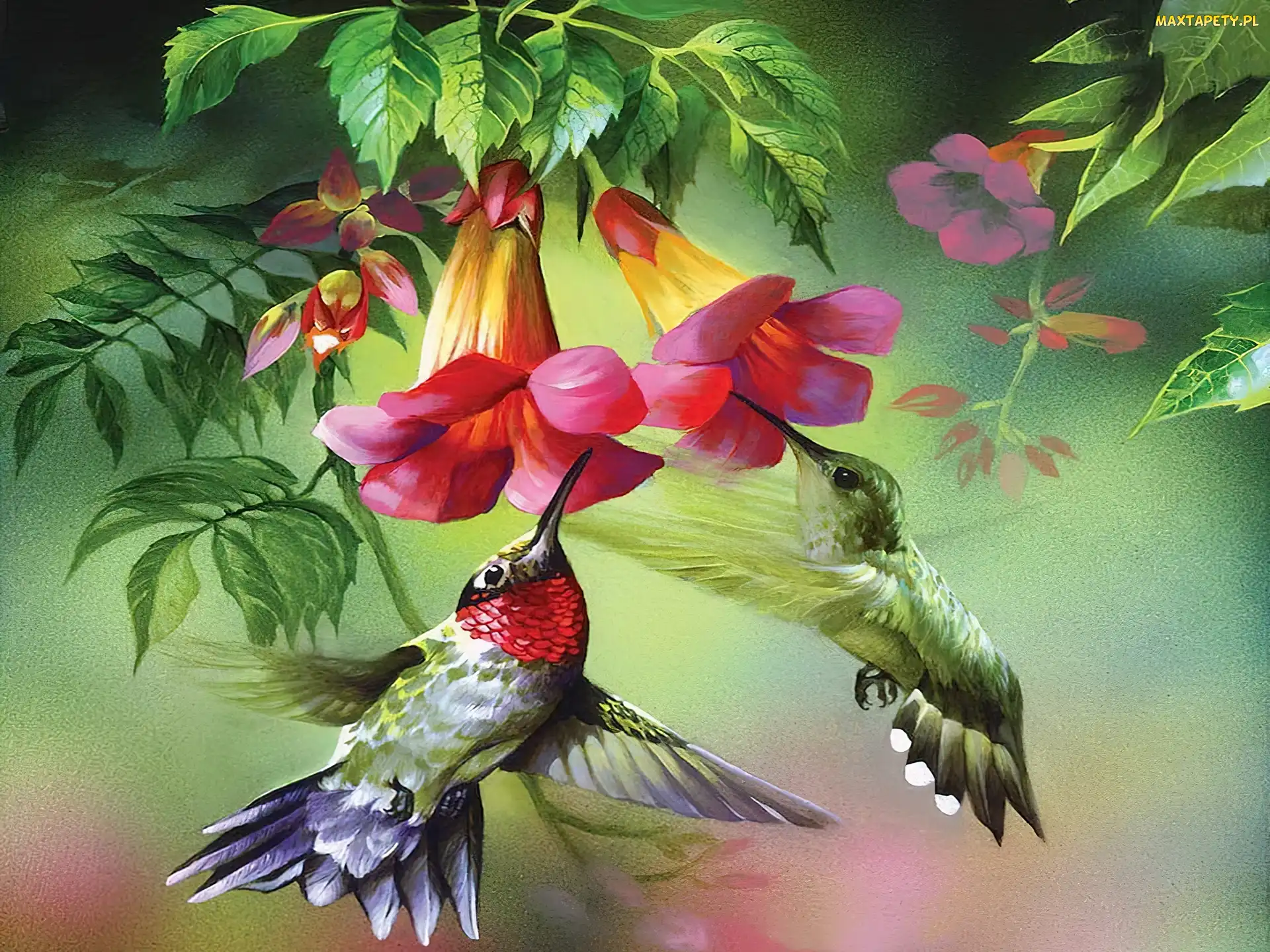 Kolibry, Kwiaty, Dwa