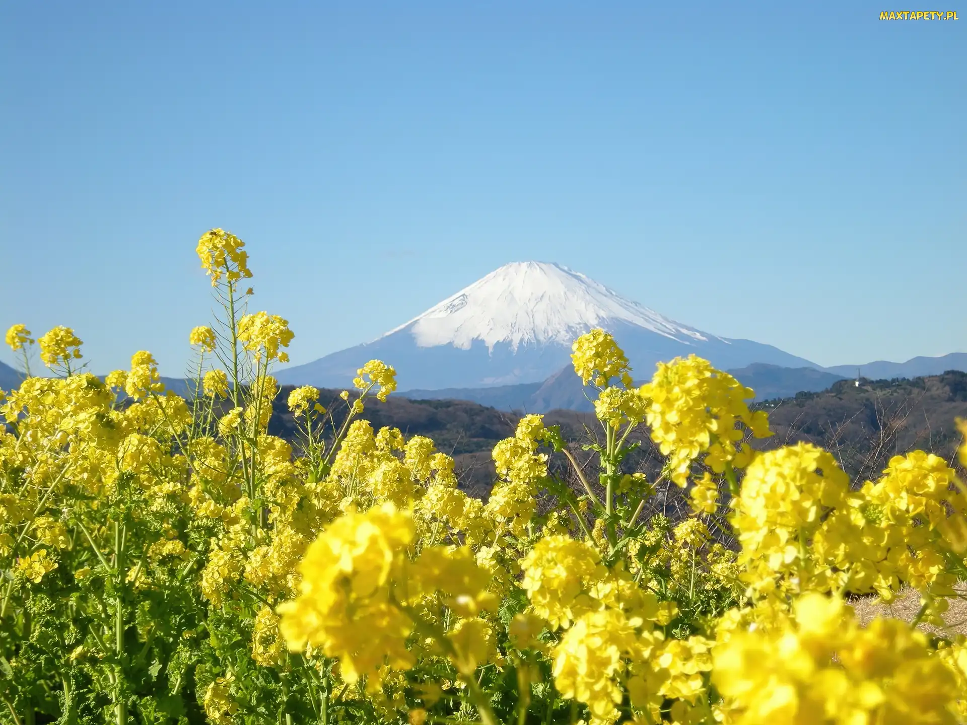 Kwiatki, Japonia, Fuji, Góra