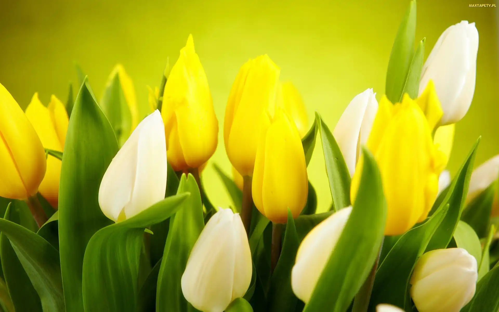 Żółte, Tulipany, Białe