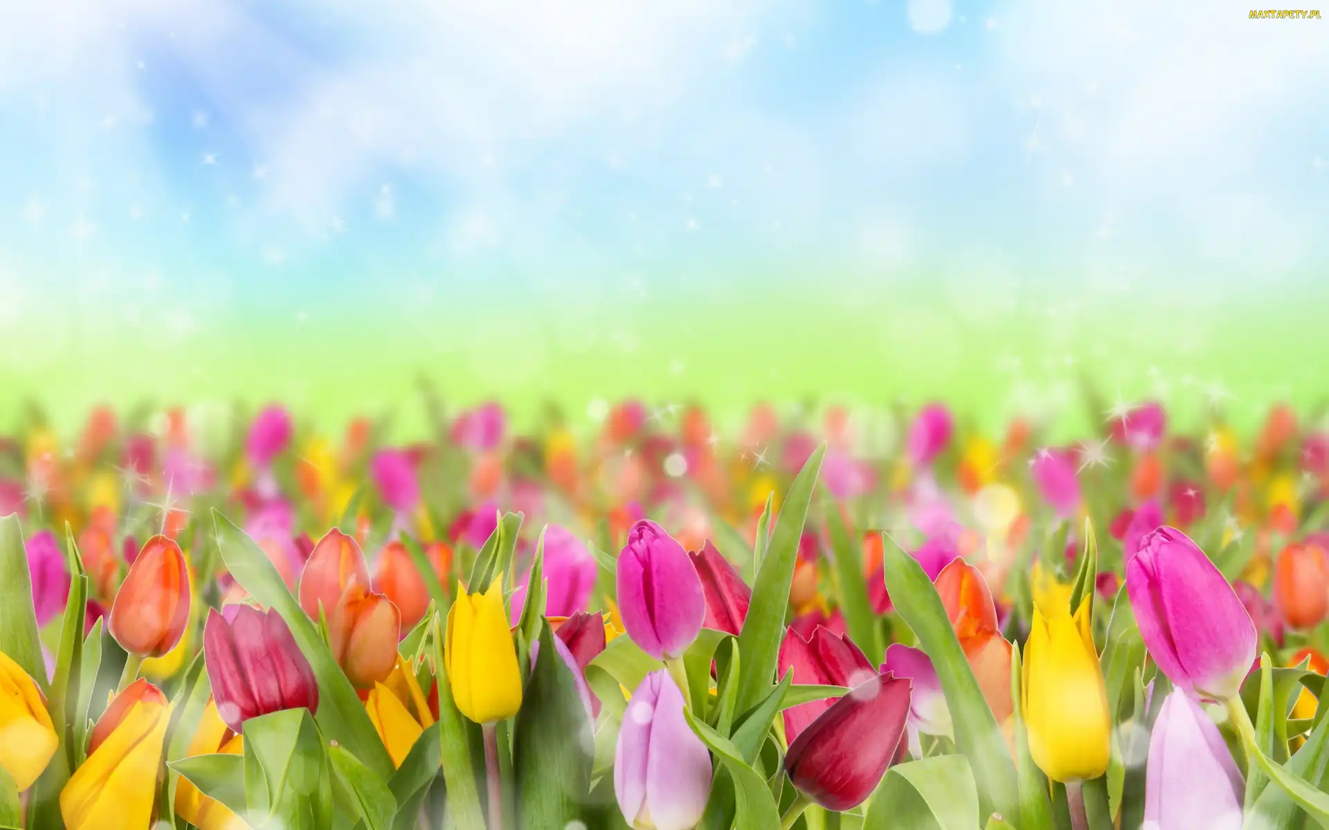 Tulipany, Bokrh, Kolorowe
