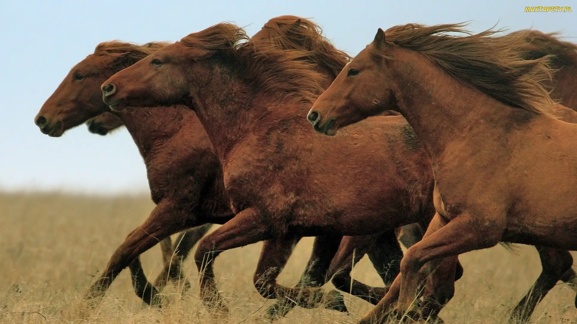 Stado, Galop, Koni, Brązowych
