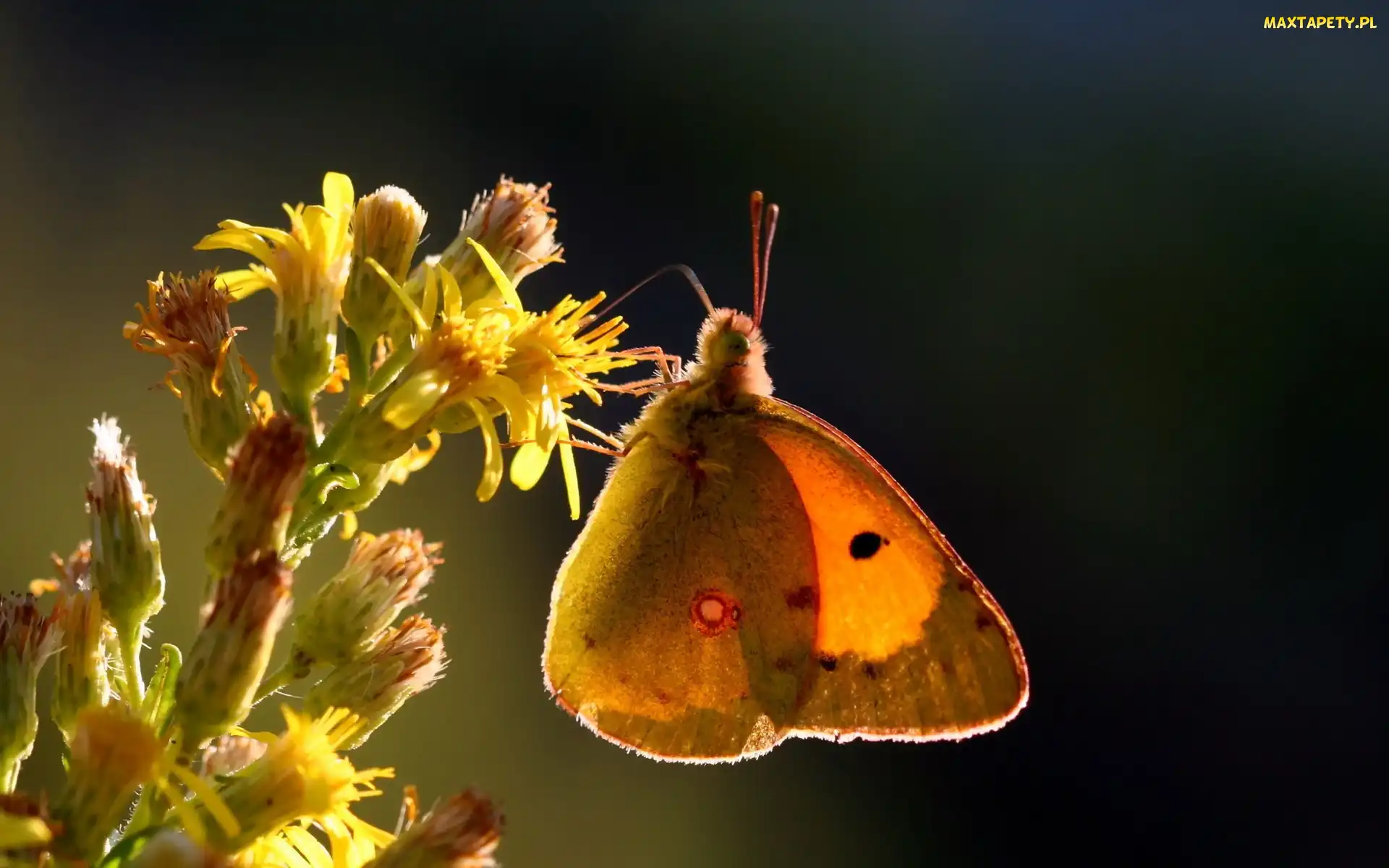 Kwiat, Żółty, Owad, Motyl