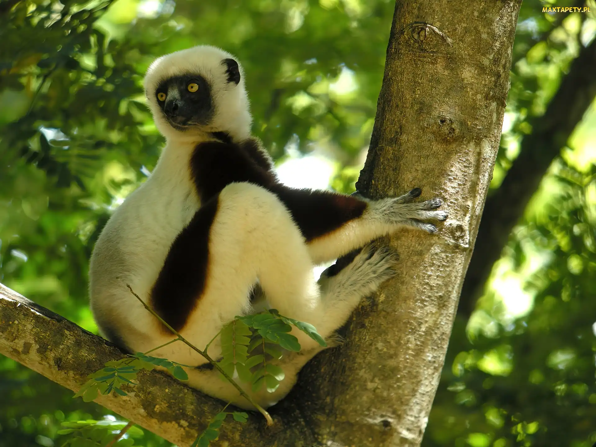 Sifaka, Drzewo, Lemur