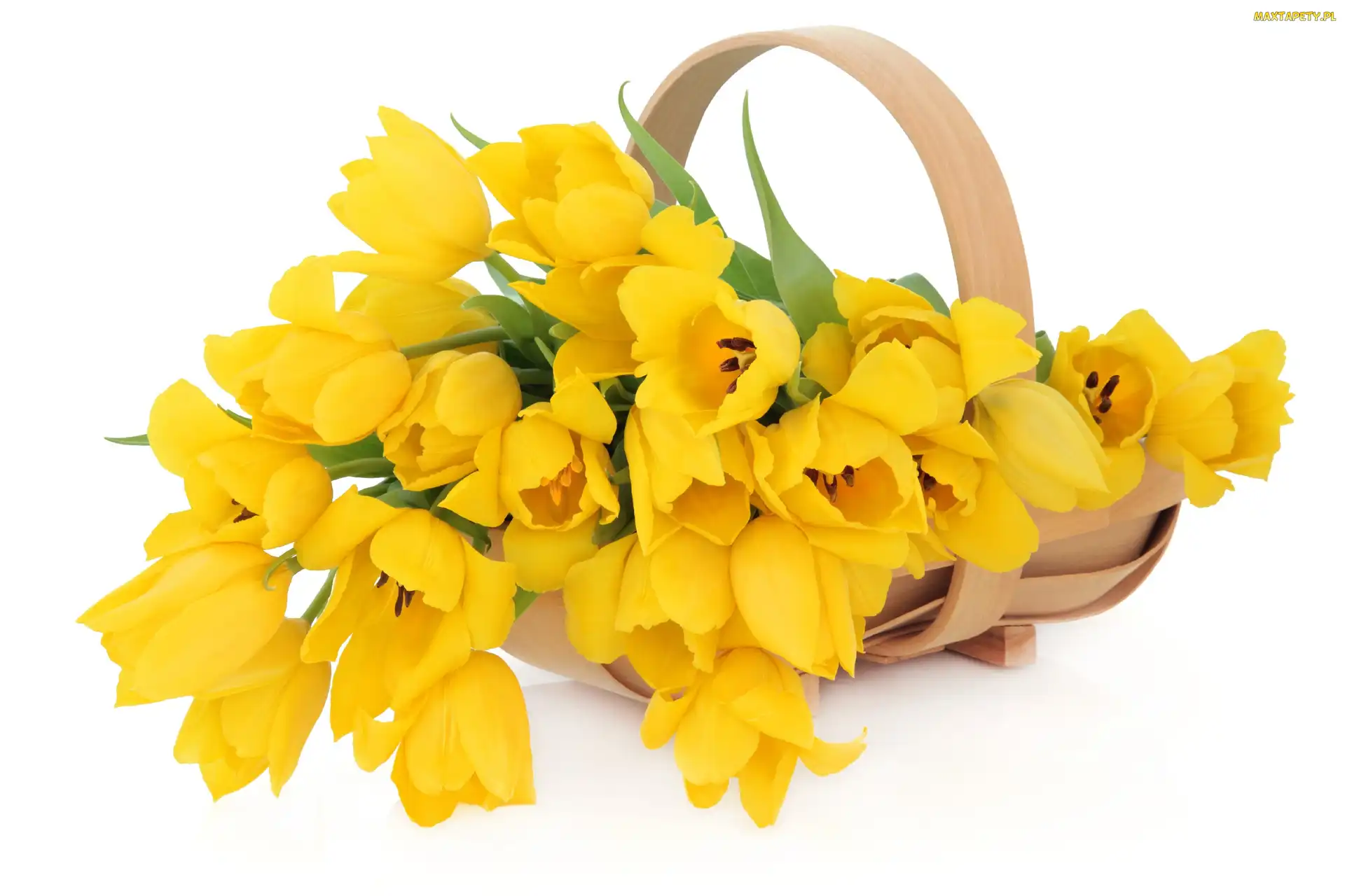 Tulipany, Koszyk, Żółte