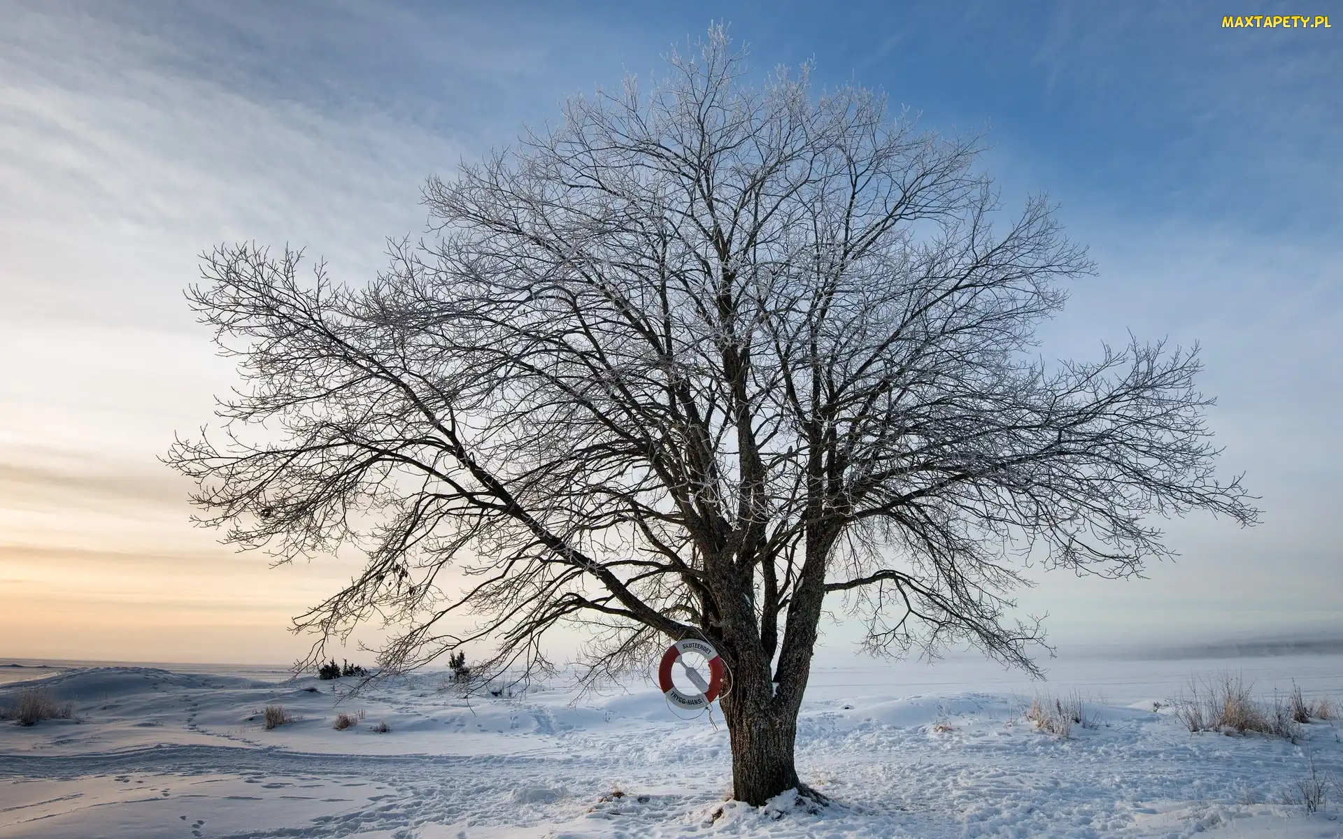 Śnieg, Zima, Drzewo