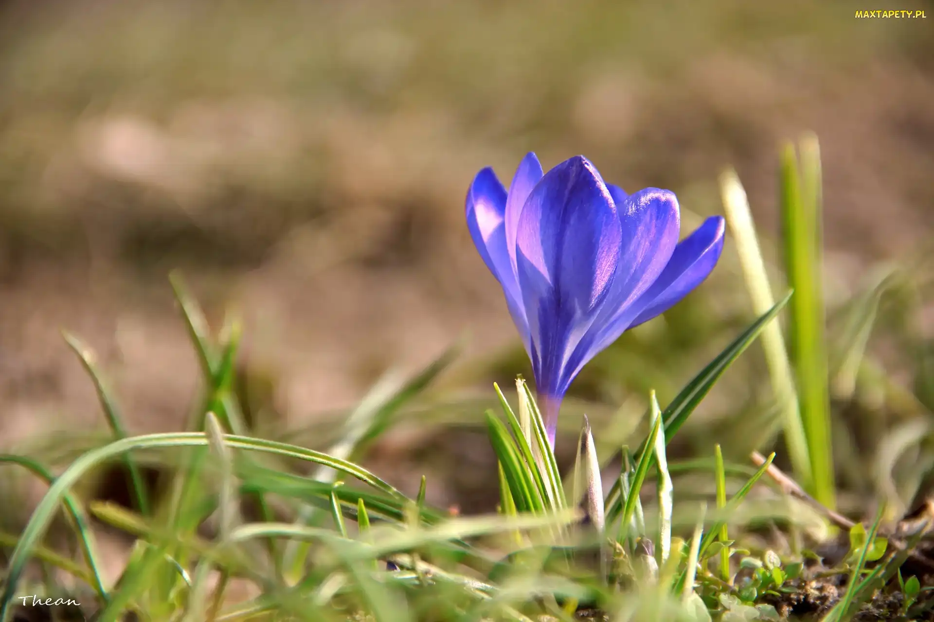 Krokus, Niebieski