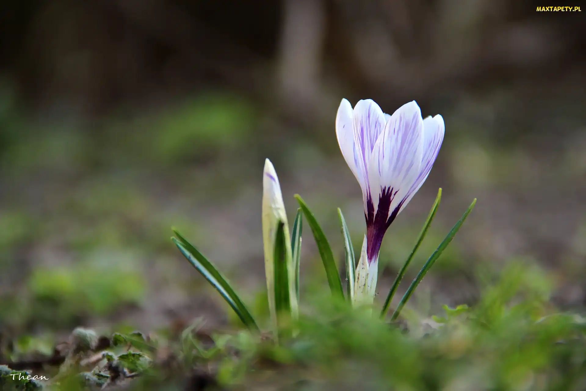Krokus, Wiosna, Białoliliowy