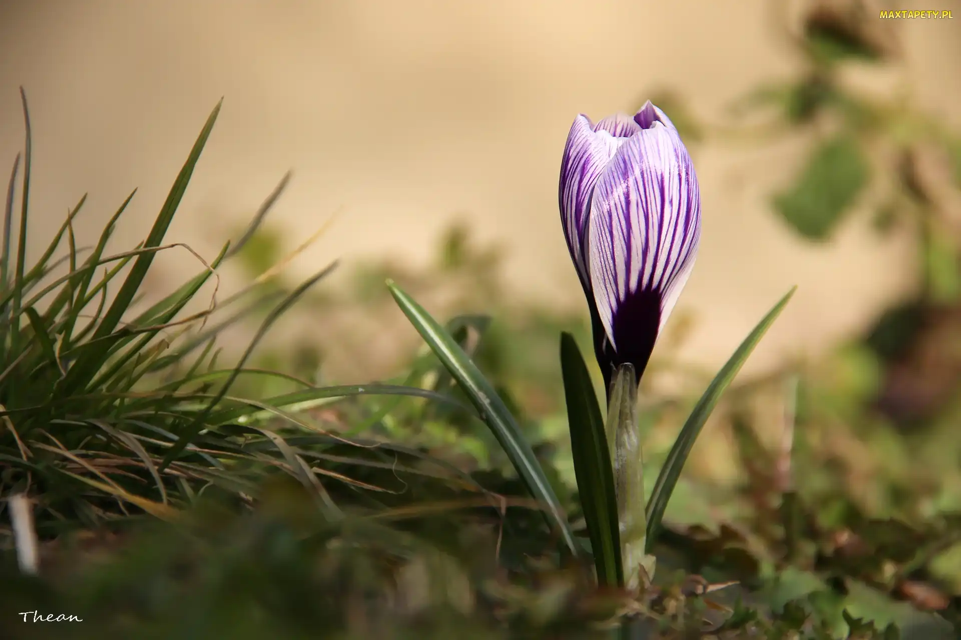 Krokus, Wiosna, Białoliliowy