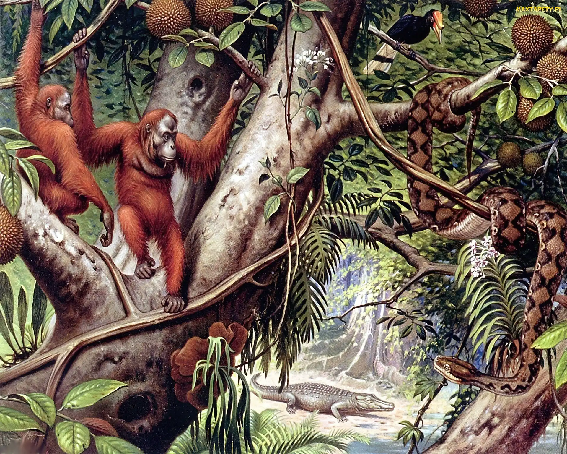 Małpy, Liany, Dżungla, Orangutany