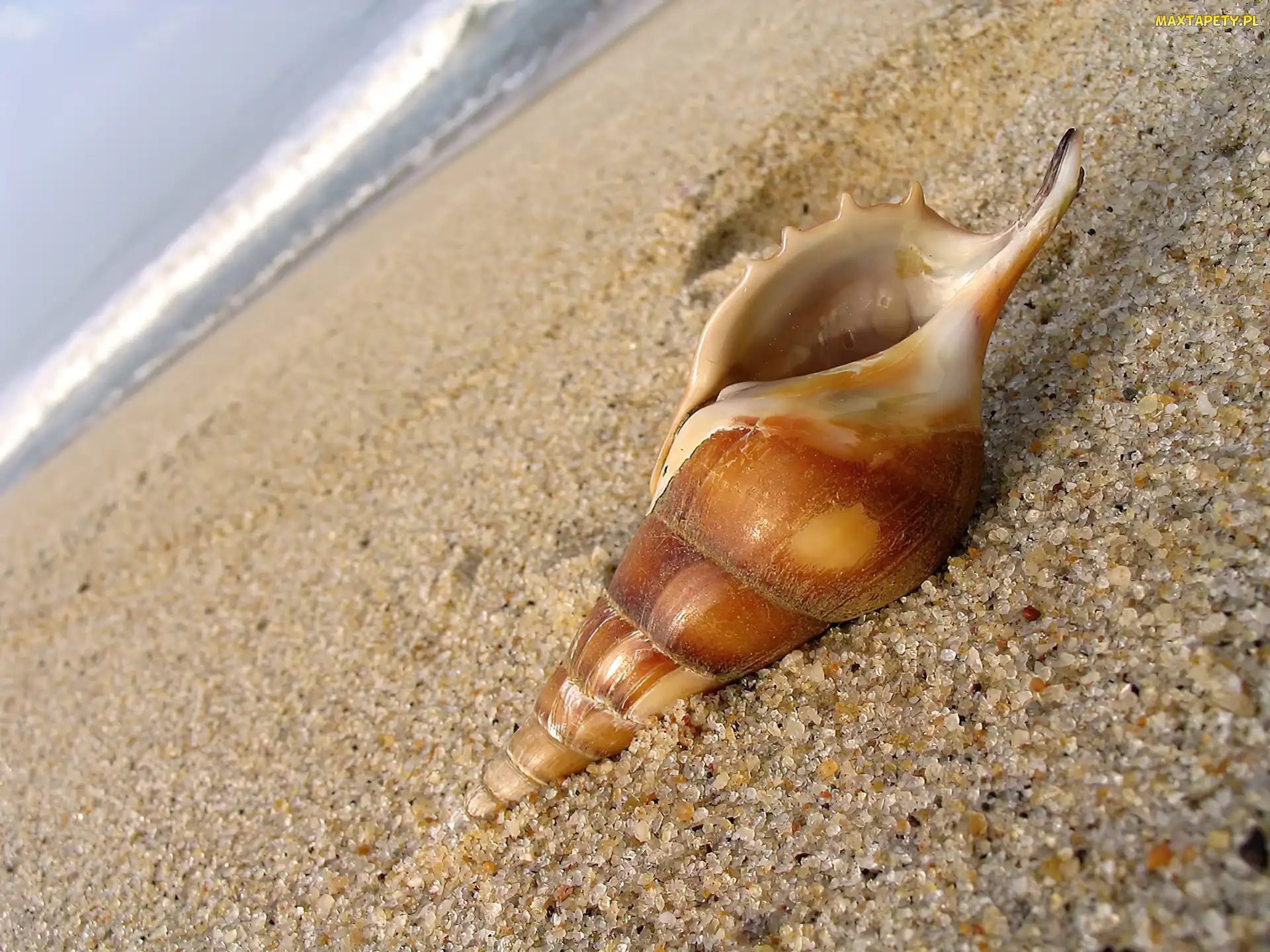 Muszelka, Plaża