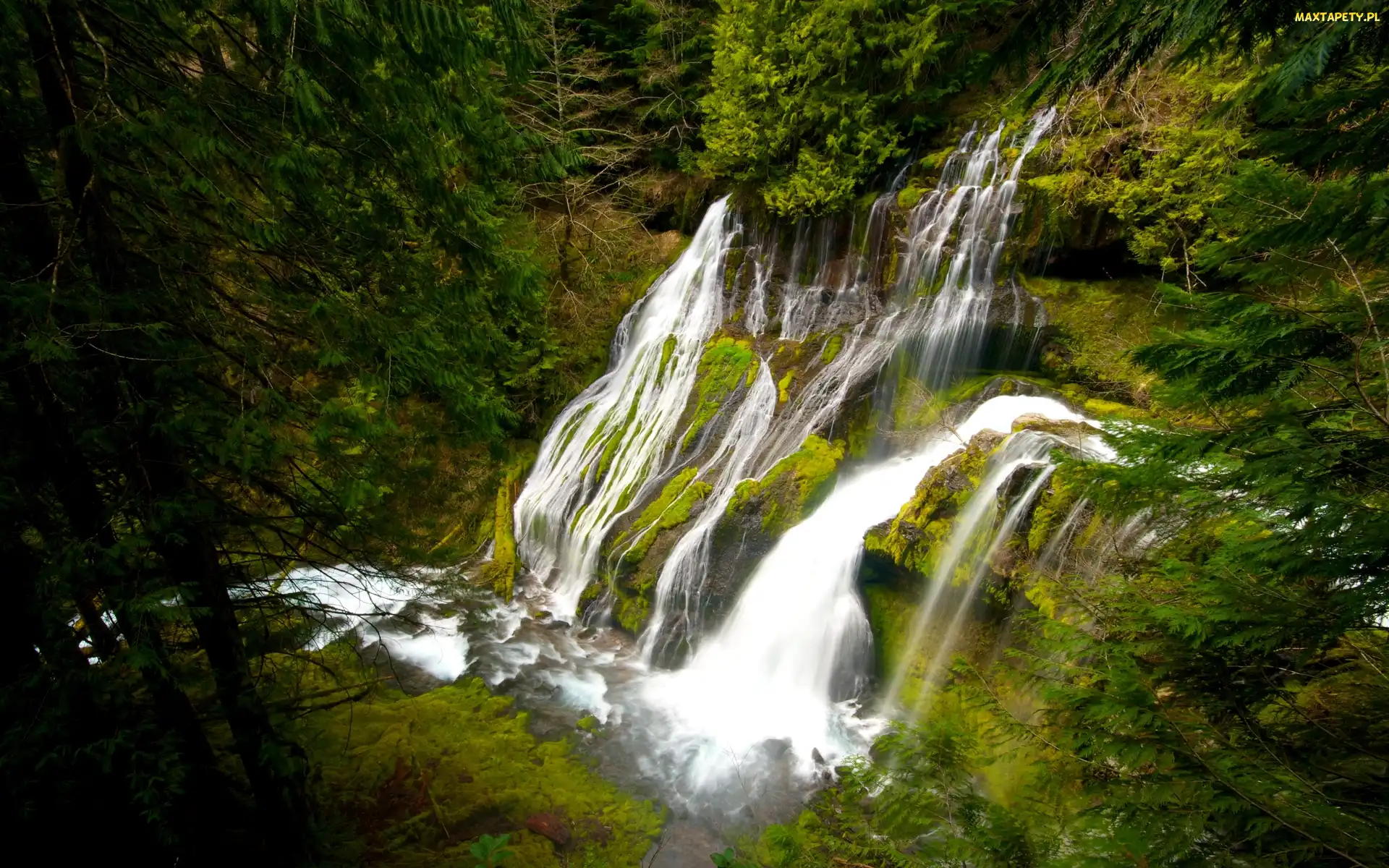 Wodospad Panther Creek Falls, Drzewa, Stany Zjednoczone Las, Stan Waszyngton