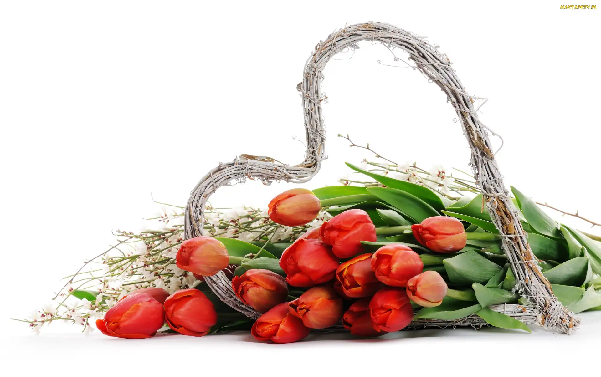 Wiklinowe, Serce, Tulipany