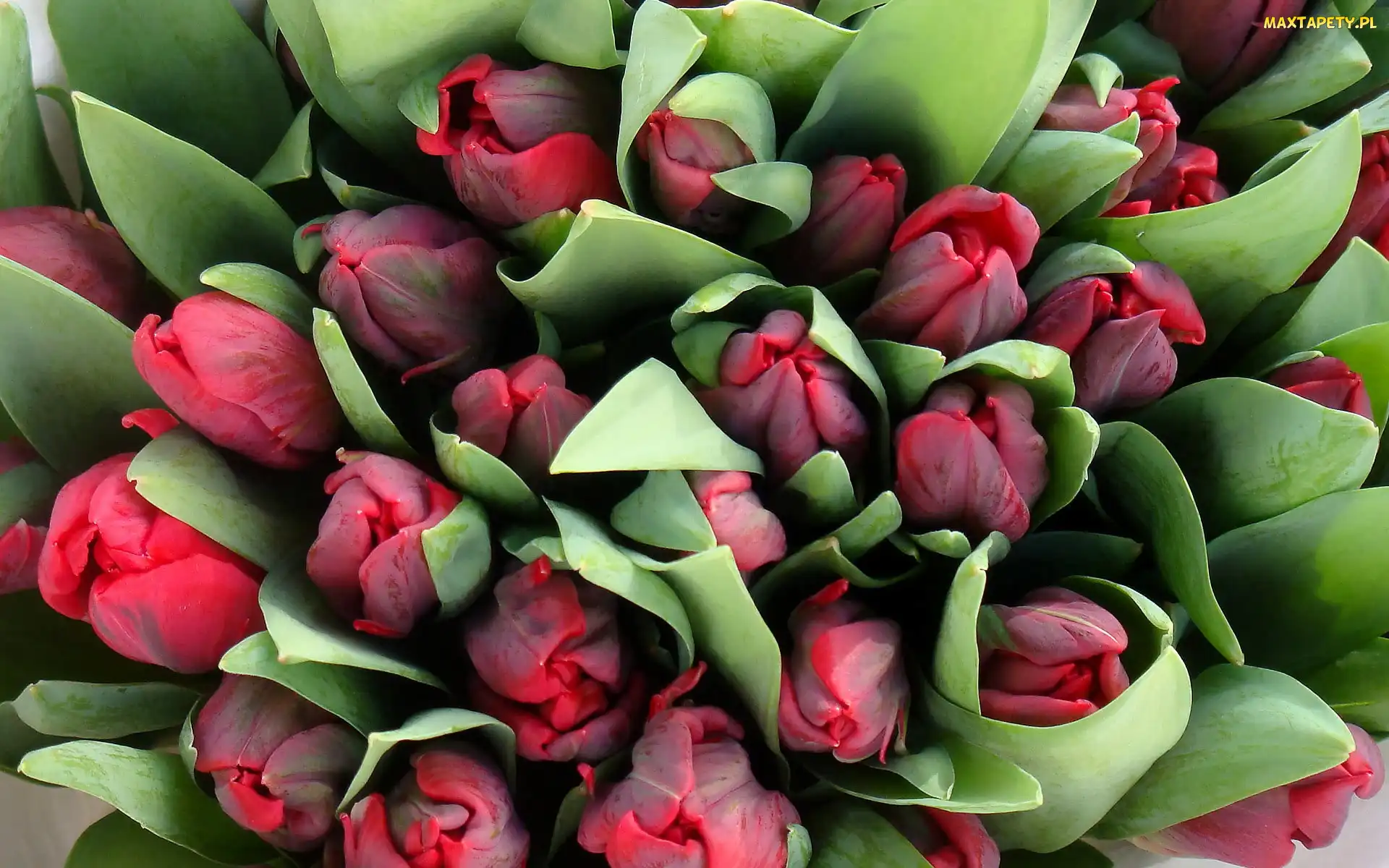 Tulipany, Czerwone