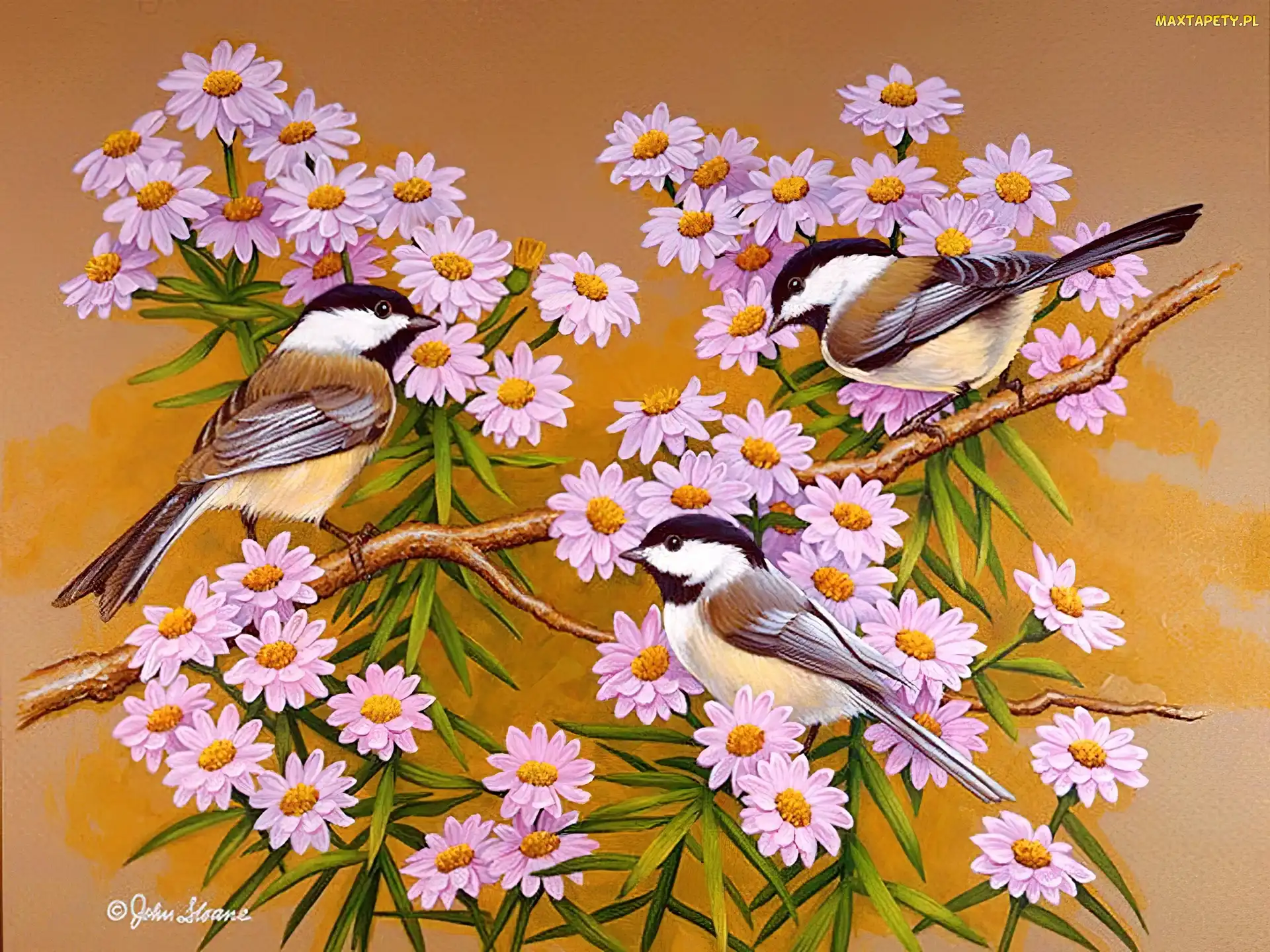 Kwiatki, Ptaki, Kolorowe, Trzy, Liliowe
