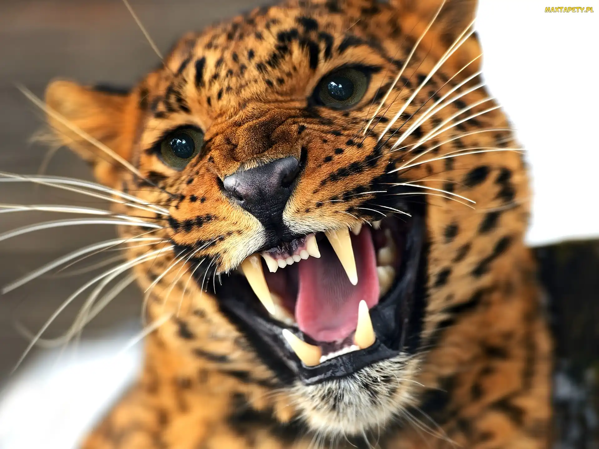 Afryka, Leopard