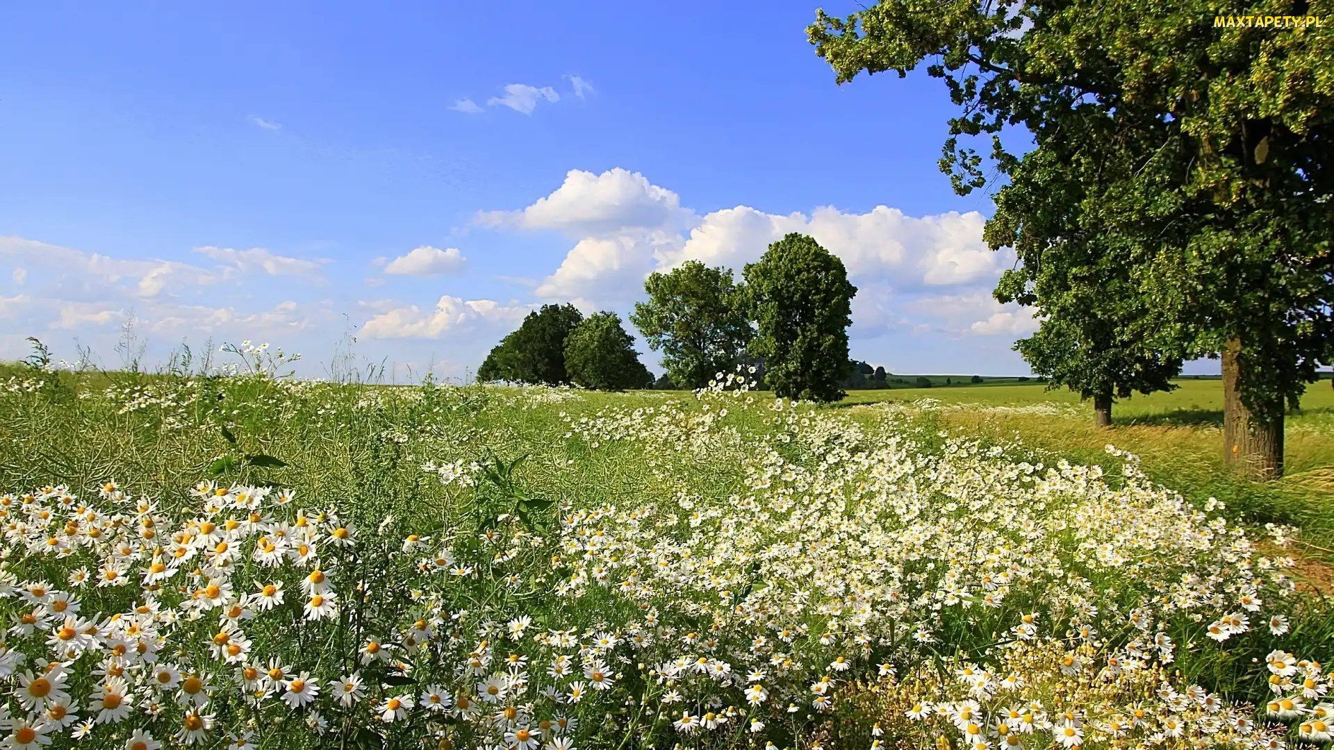 Lato, Drzewa, Łąka, Rumianki