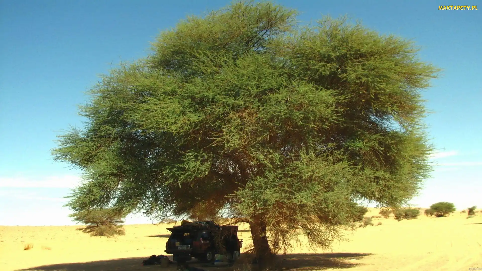 Sawanna, Jeep, Akacja