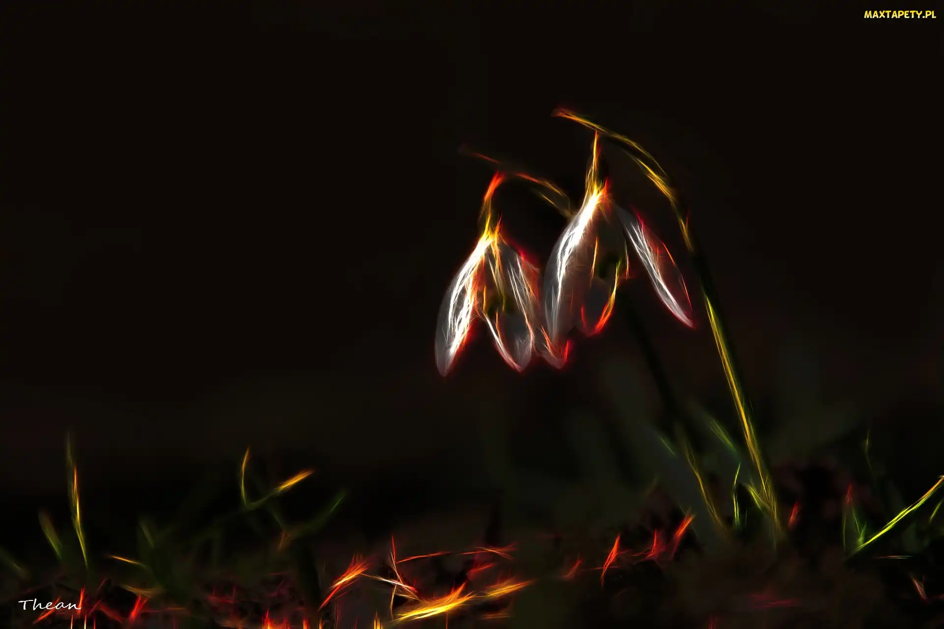 Przebiśniegi, Fractalius