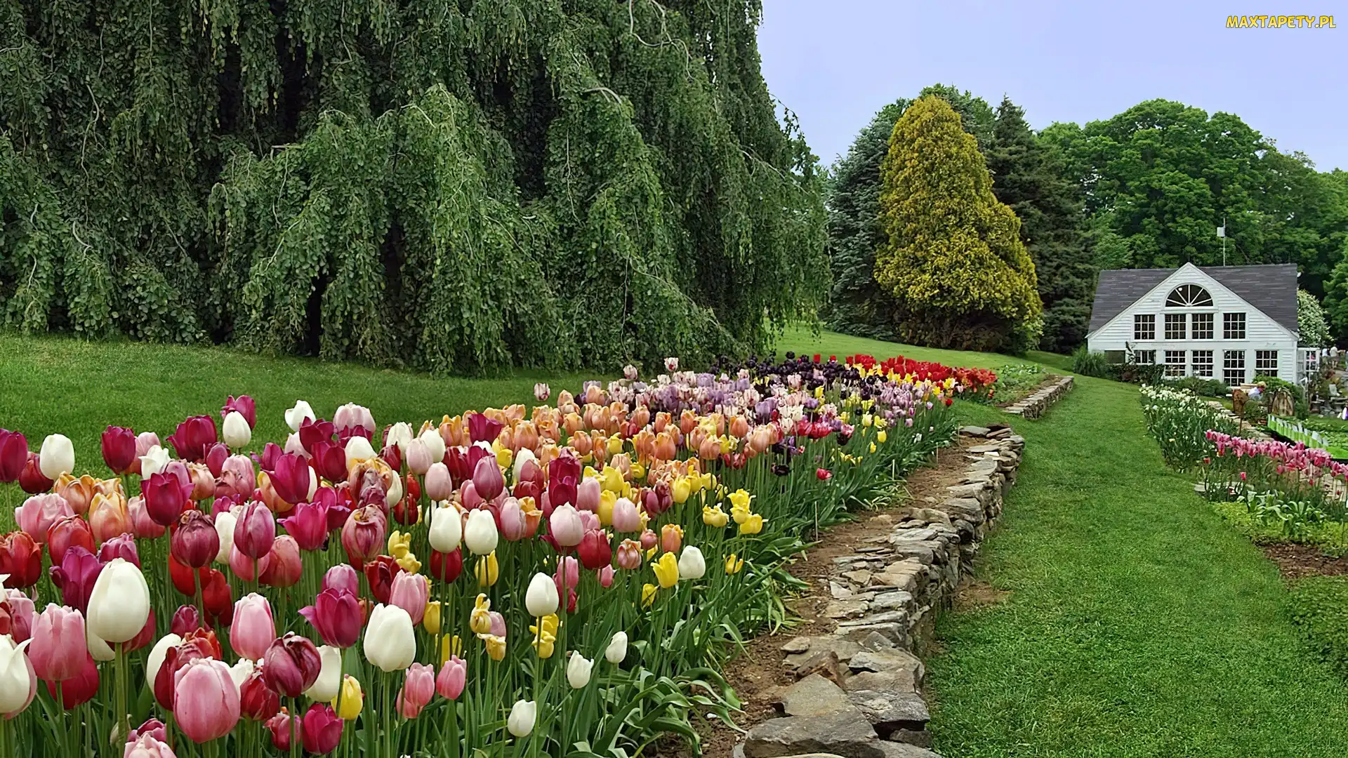 Kolorowe, Dom, Ogród, Tulipany