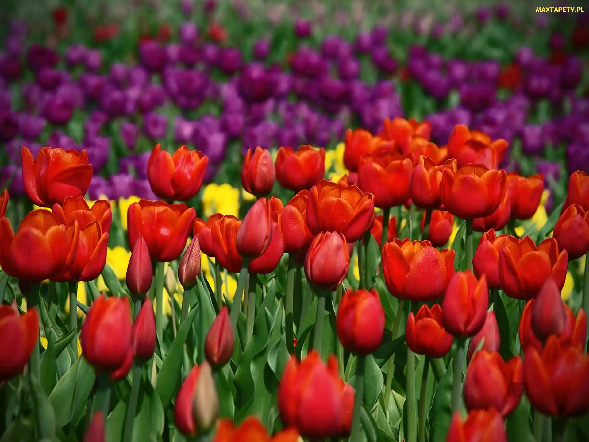 Kolorowe, Tulipany, Kwiaty