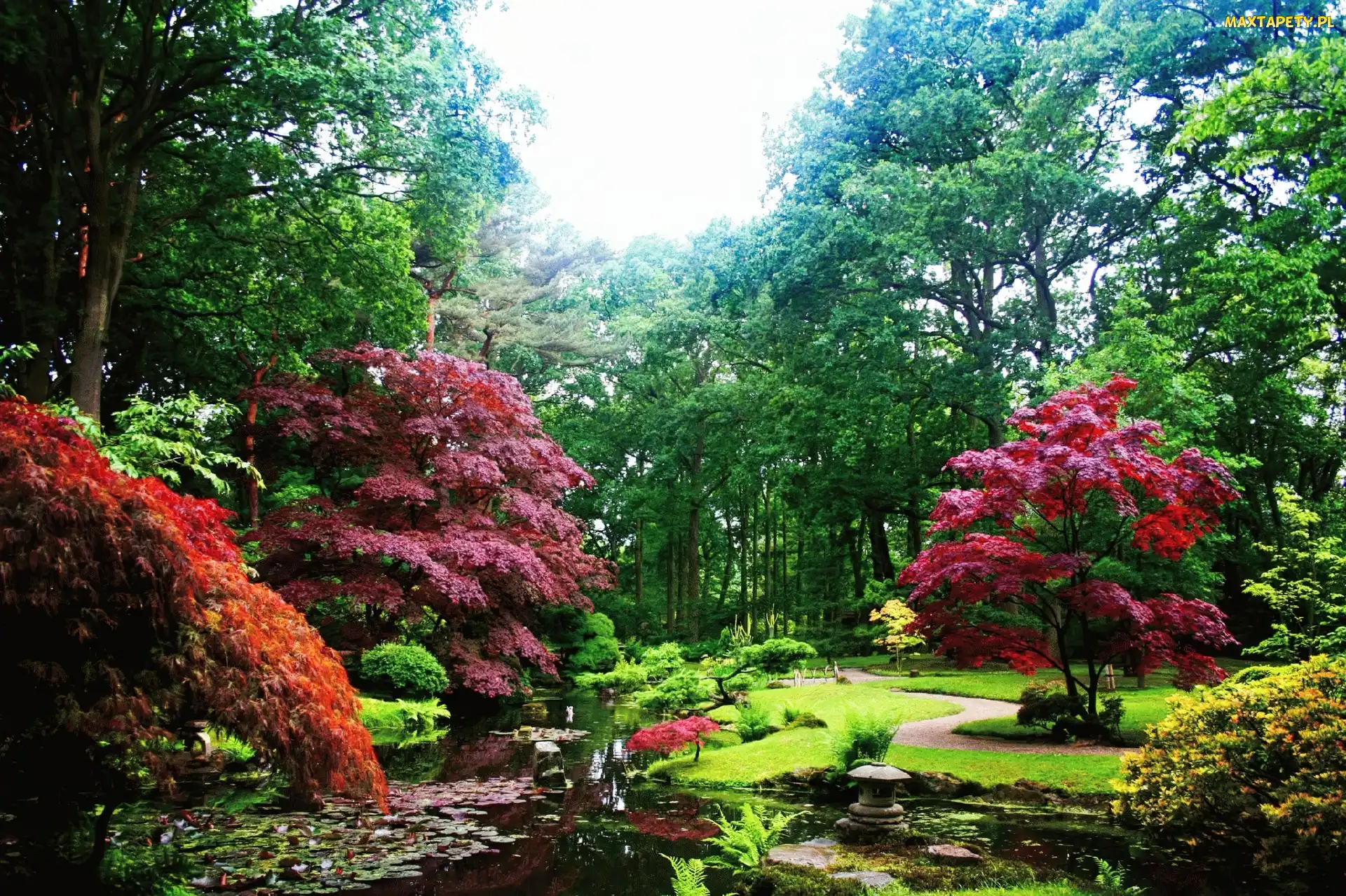 Staw, Drzewa, Park