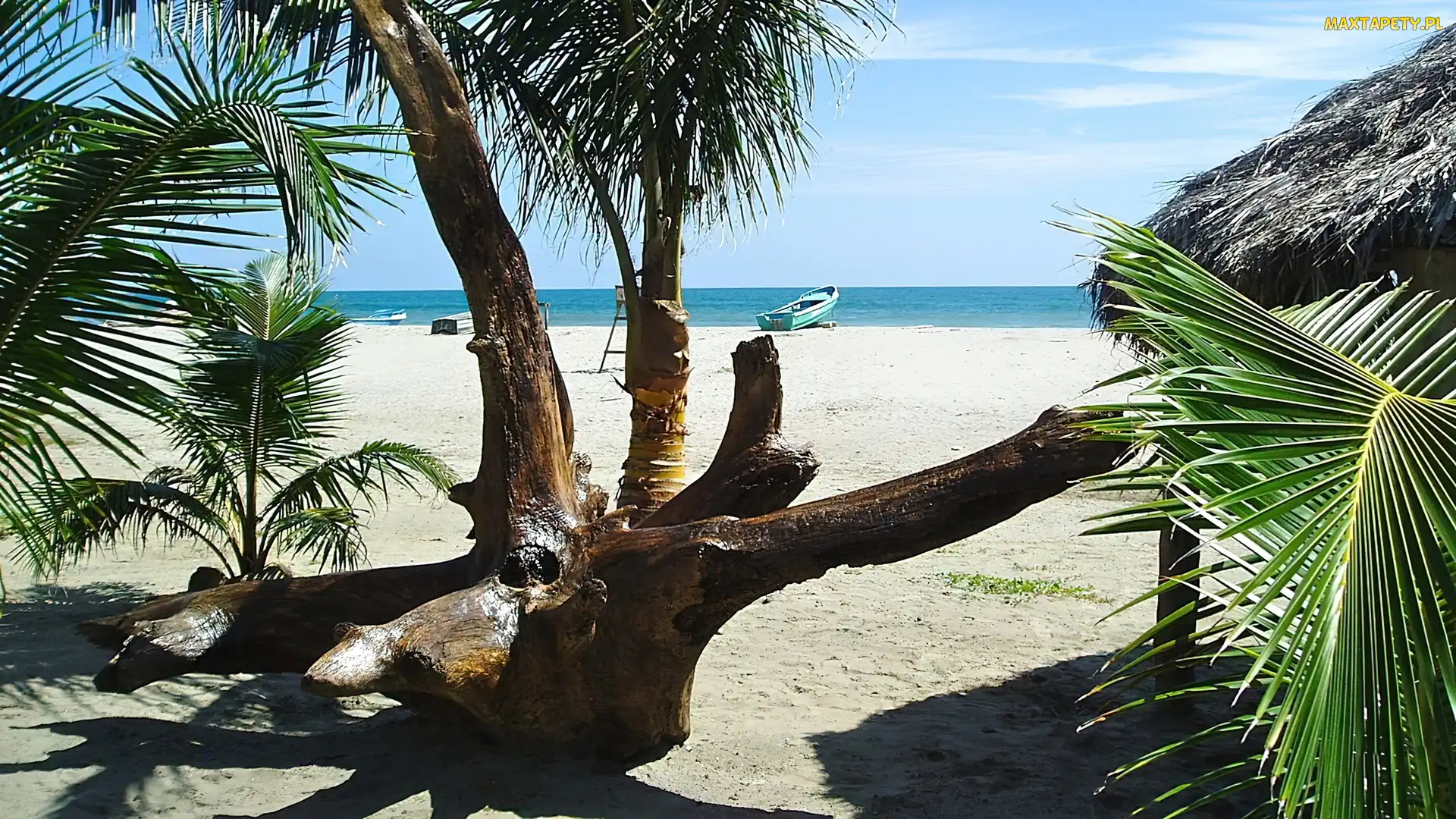 Palmy, Tropik, Ocean, Łódka, Plaża