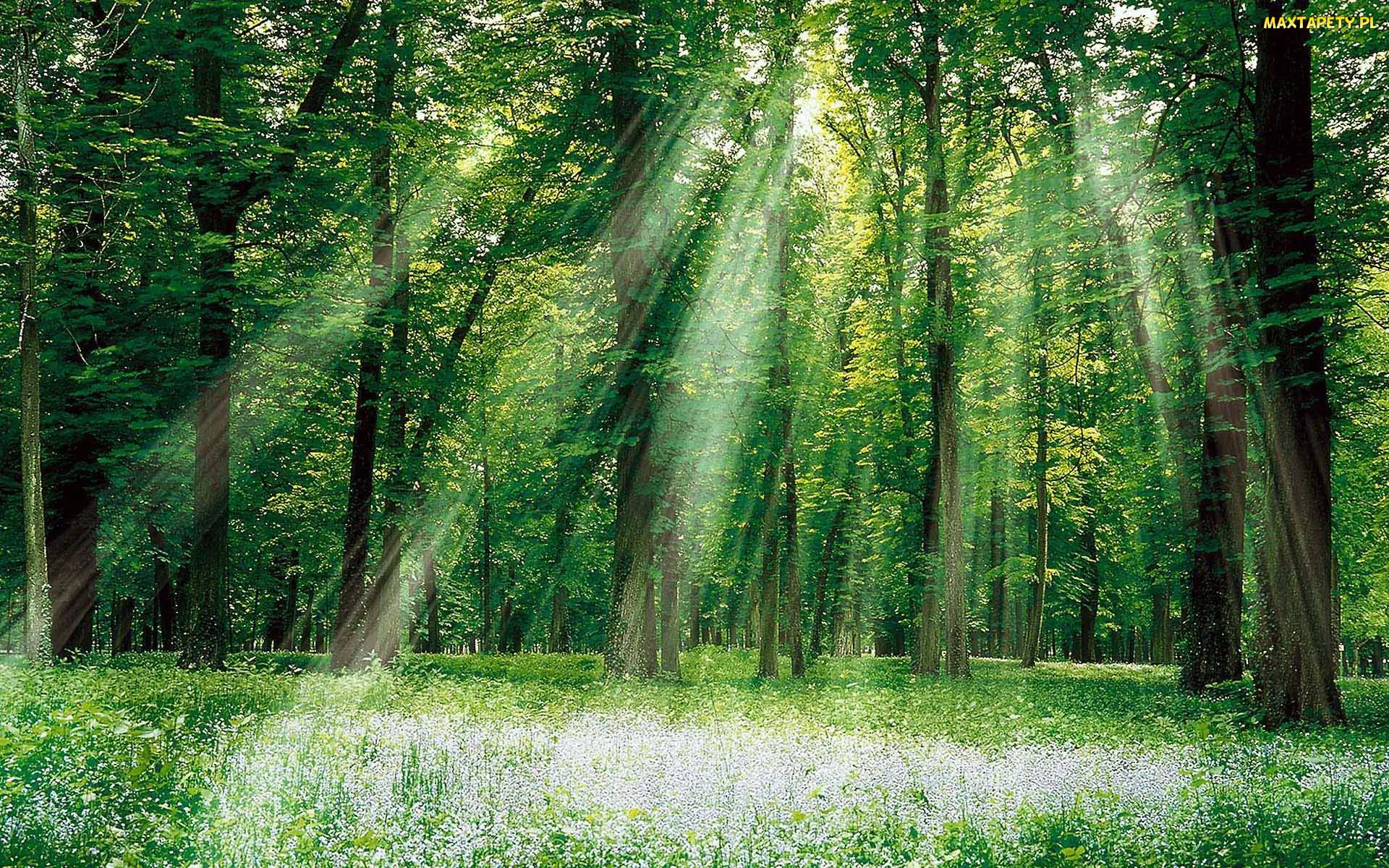 Łąka, Promienie Słońca, Las