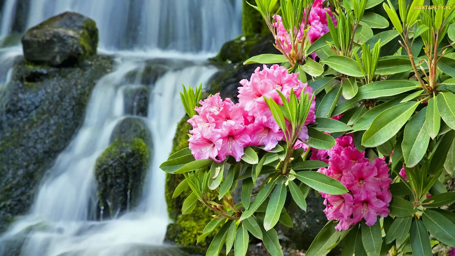 Rododendron, Wodospad, Różowy