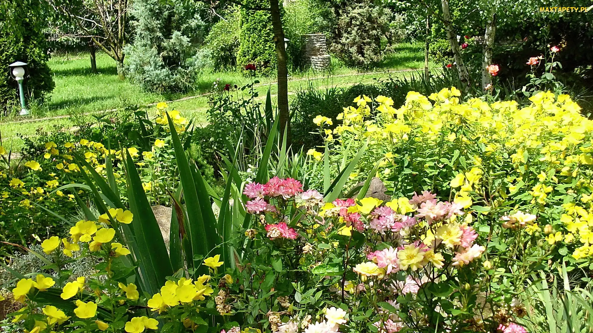 Kolorowe, Kwiaty, Park