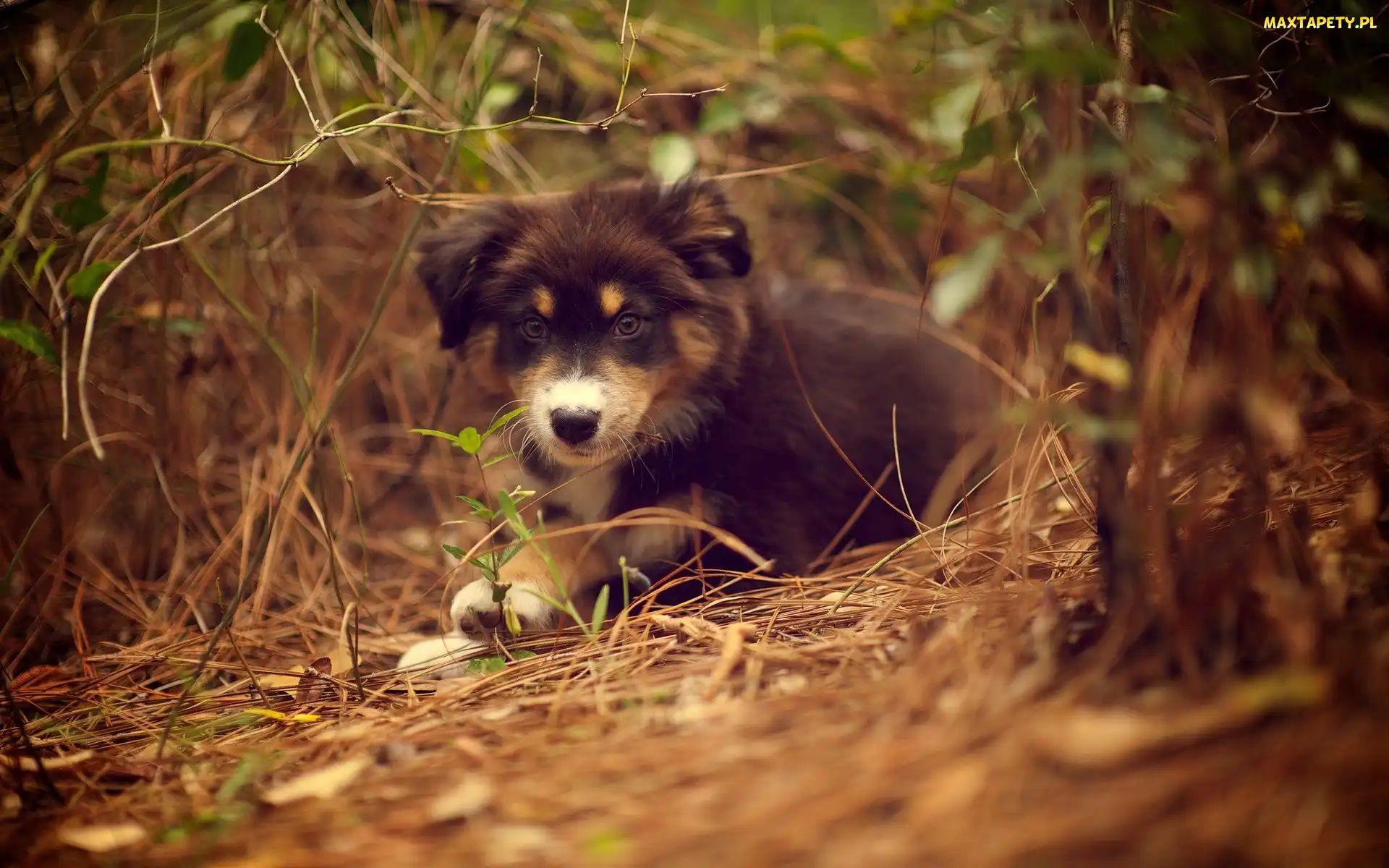 Owczarek australijski-australian shepherd, Szczeniak, Piesek, Zarośla