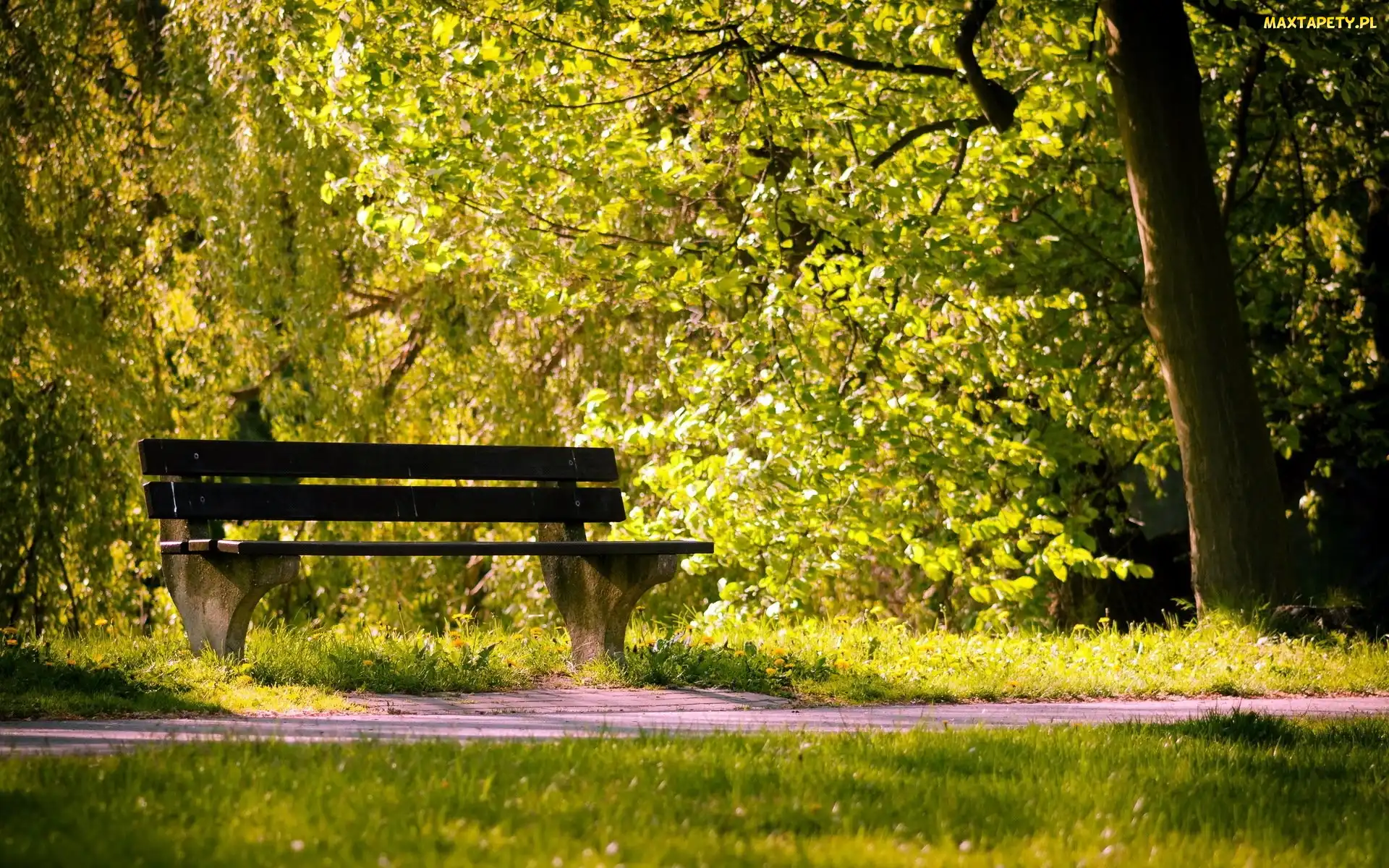 Ścieżka, Ławka, Park