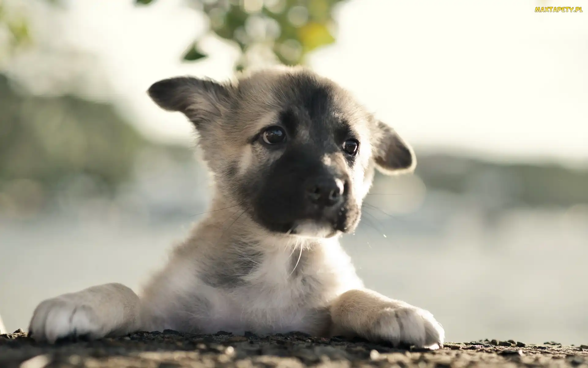 Łapki, Bullmastiff, Szczeniaczek