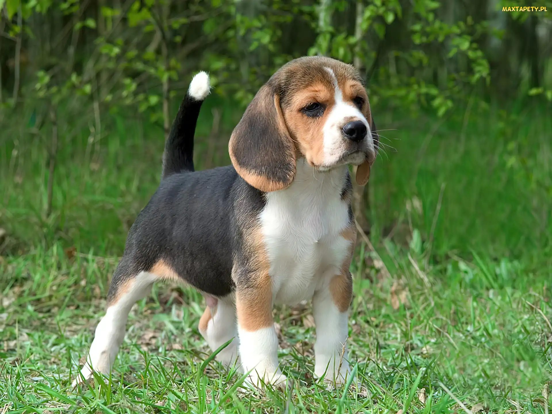 Szczeniak, Trawa, Beagle
