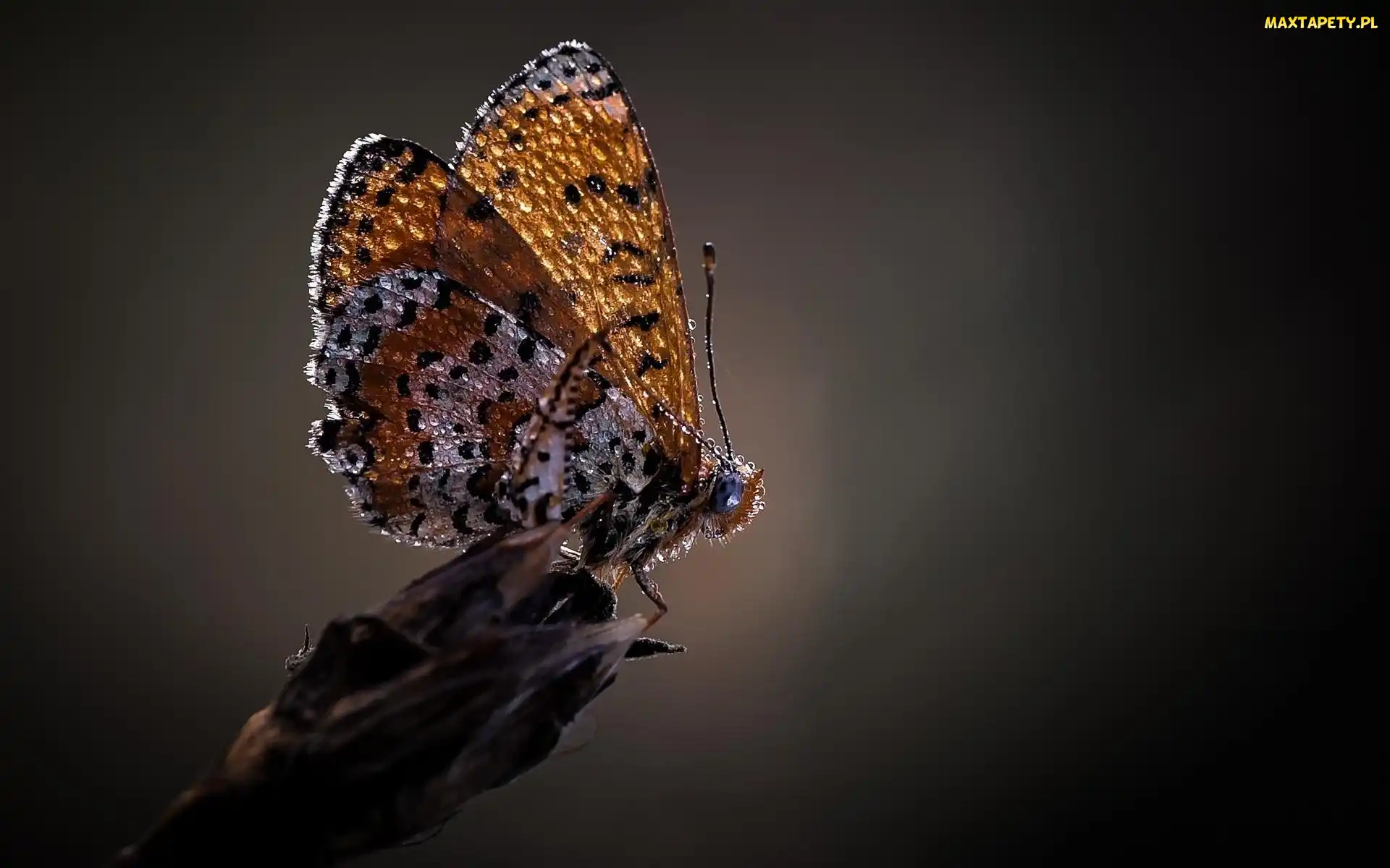 Krople, Rosy, Motyl