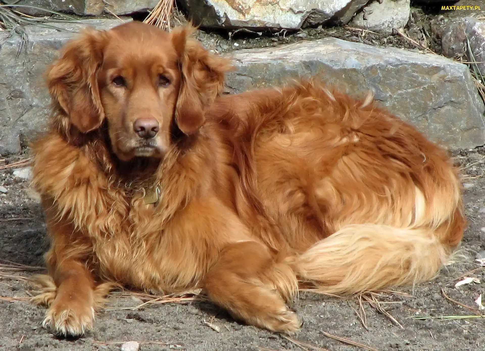 Piesek, Kamienia, Golden Retriever