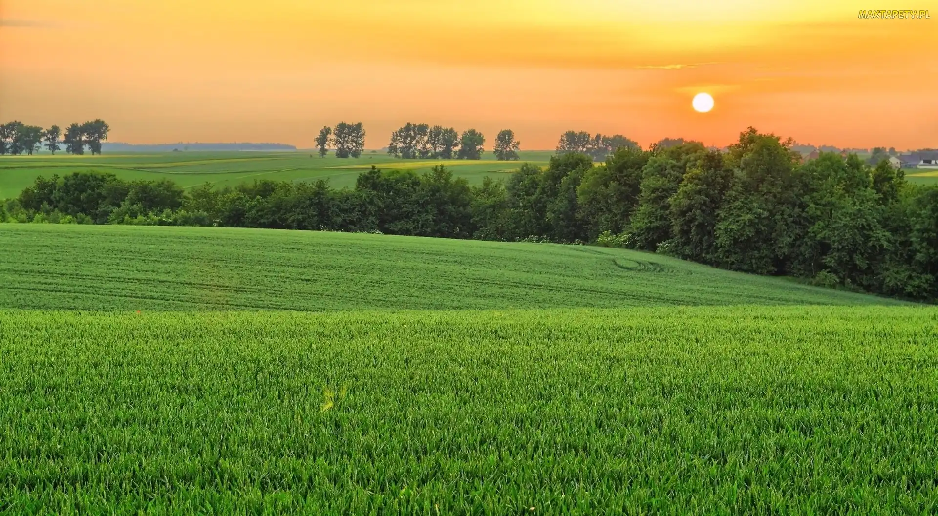 Drzewa, Pola, Zachód, Słońca