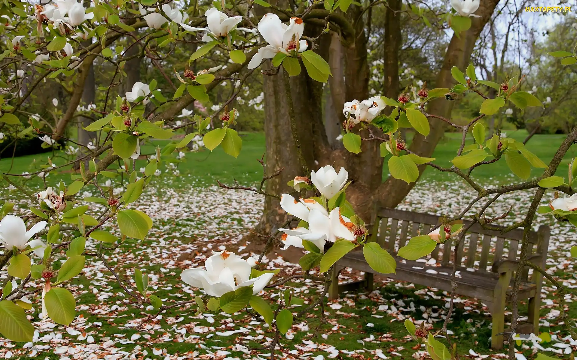 Park, Ławeczka, Magnolia, Biała, Wiosna