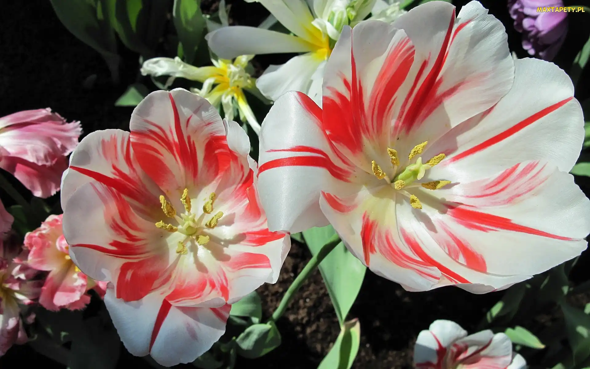 Tulipany, Rozkwitnięte