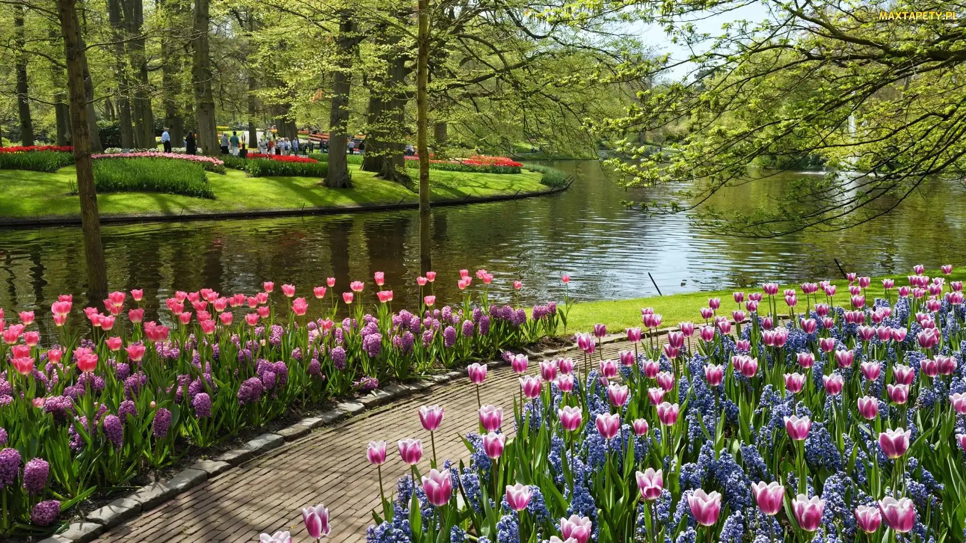 Rzeka, Ścieżka, Tulipany, Drzewa, Park