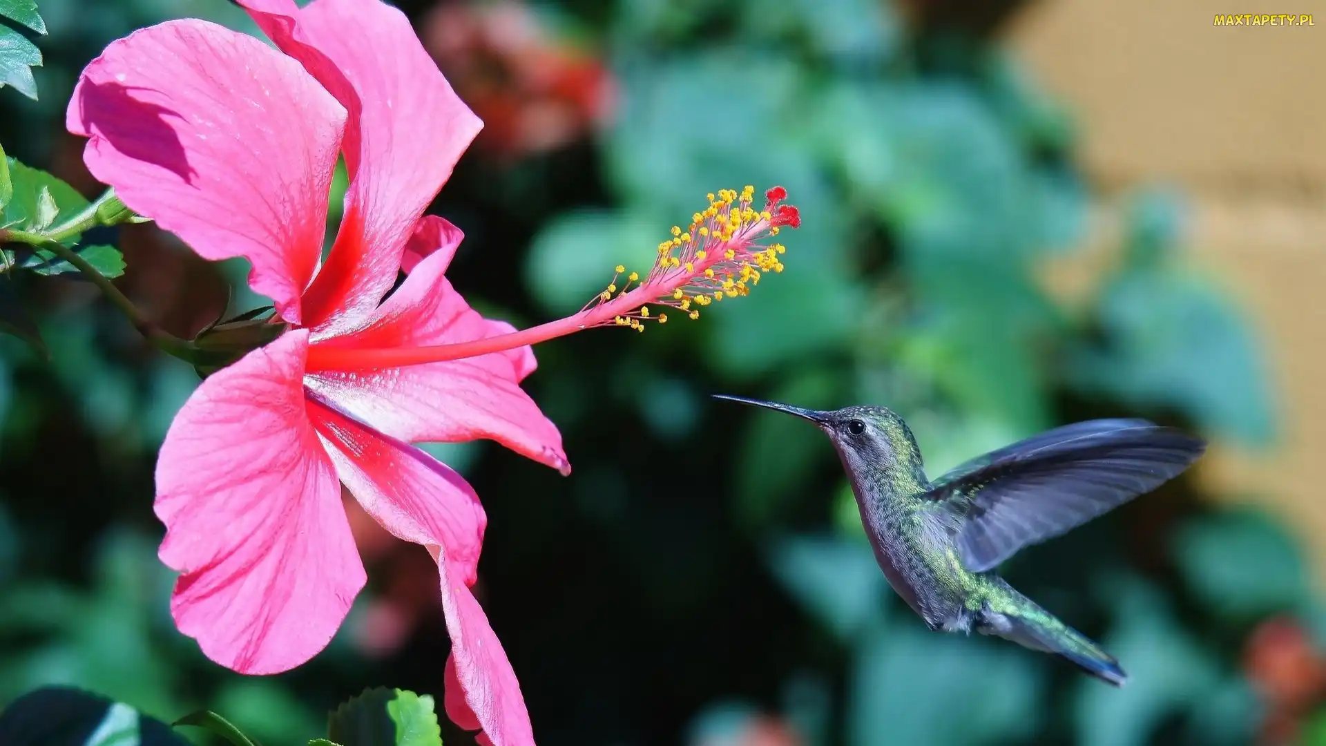 Różowy, Koliber, Hibiskus
